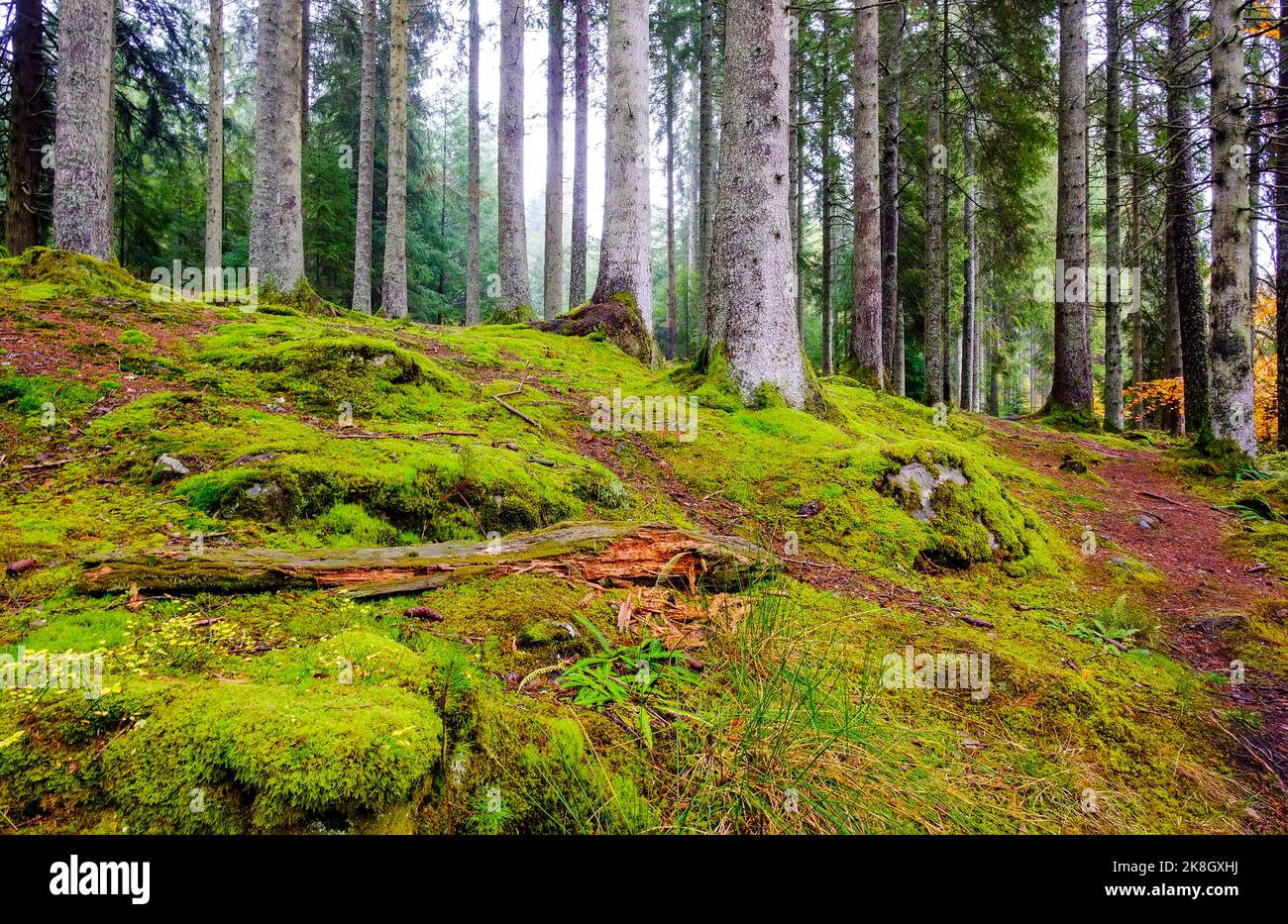 Moos und hohe Bäume in einem schottischen Wald Stockfoto