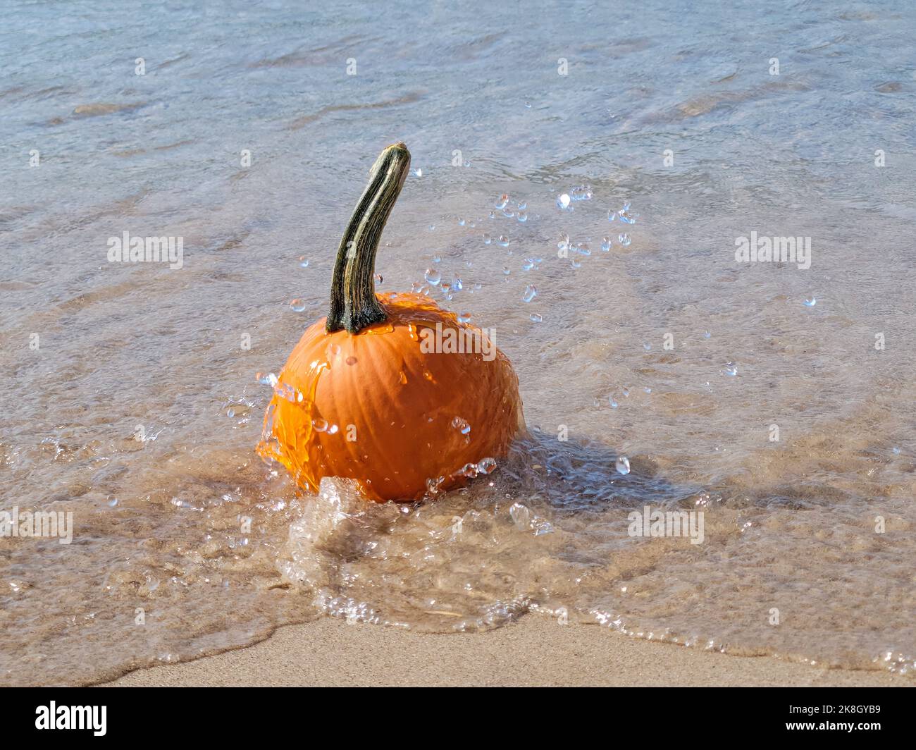 Orangefarbener Herbstkürbis im Wasser planschen am Strand Stockfoto
