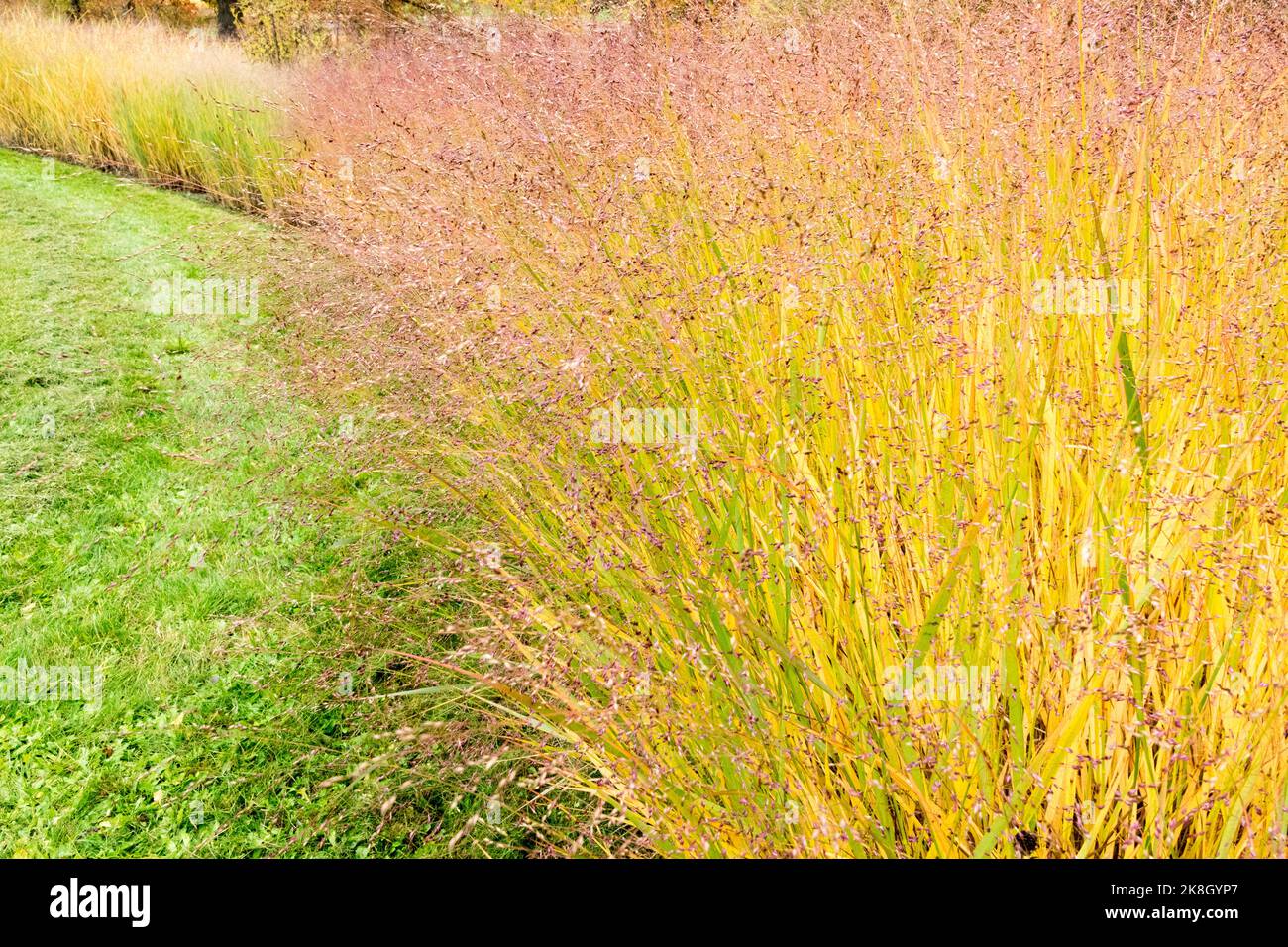 Herbstfarben von switchgrass Panicum virgatum grenzt an den Rasen im Garten und das Bett mit höheren Gräsern Pflanzen vergilben Panicum 'strictum' Stockfoto