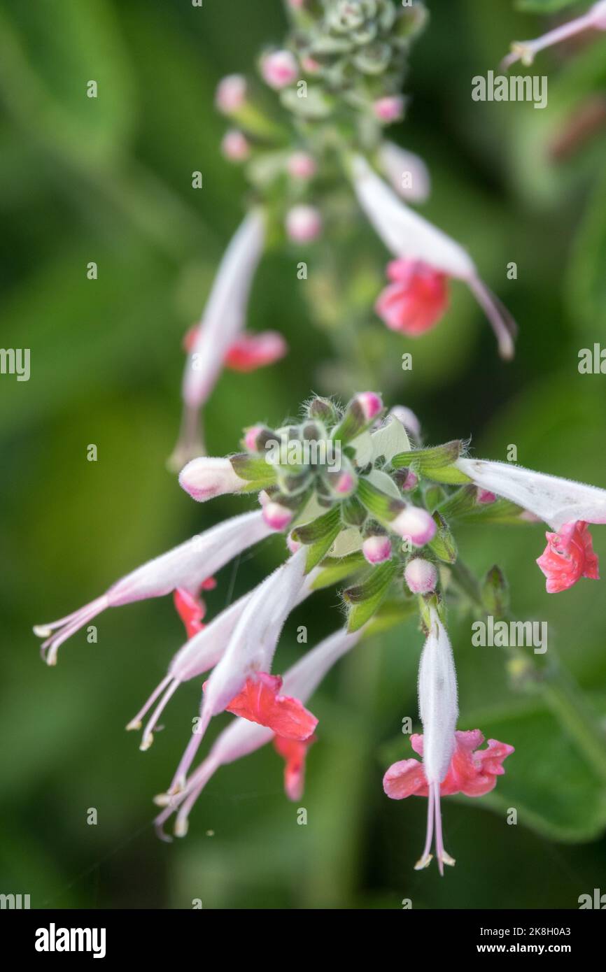 Weiße rosafarbene röhrenförmige Blume Salvia „Summer Jewel Pink“ Salvia Salvia Coccinea weißer Salbei Stockfoto