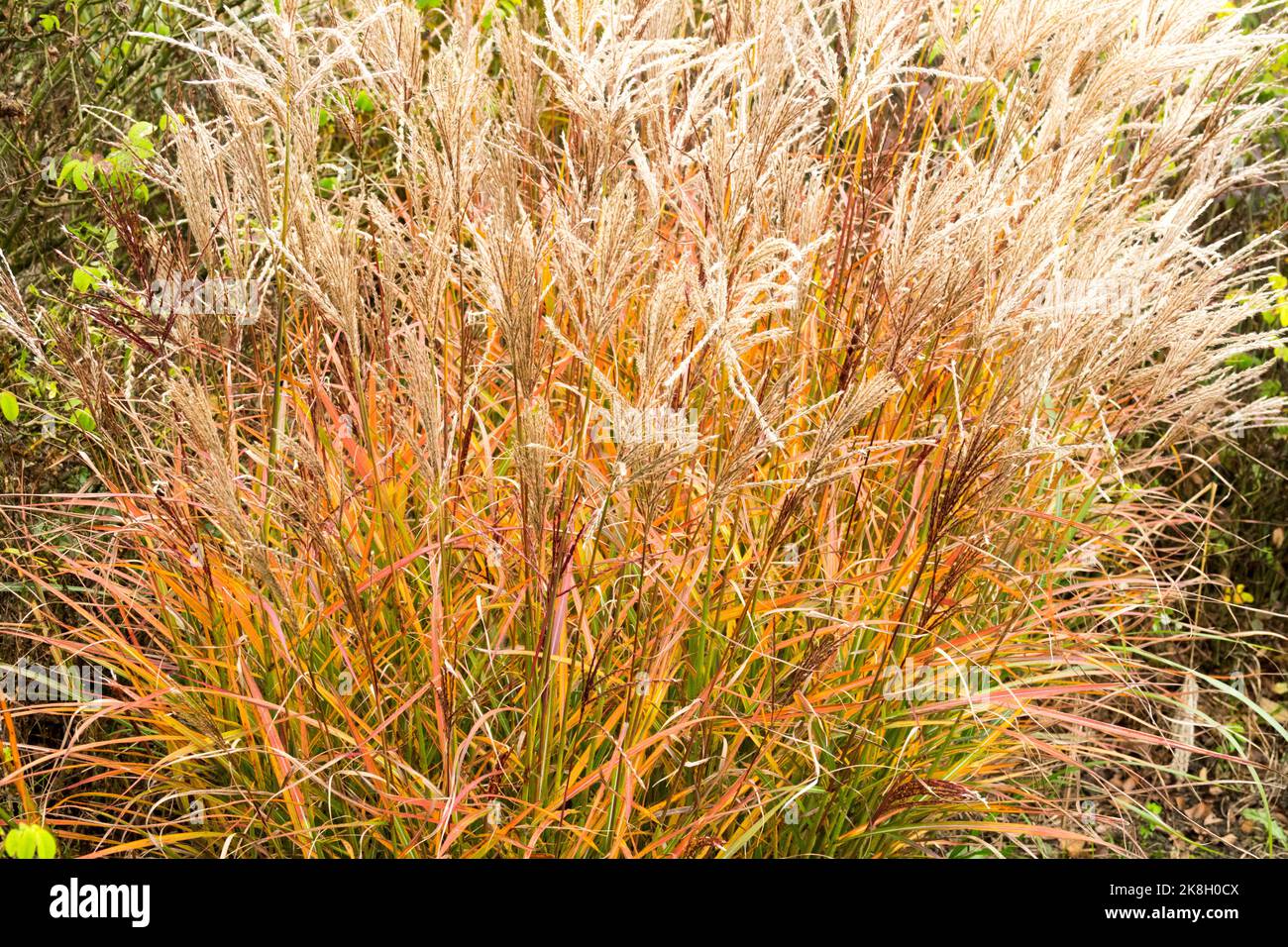 Zwergjungfrauengras, Herbst, 'Ferner Osten', Miscanthus, Mädchengras, Miscanthus sinensis Herbstfärbung Stockfoto