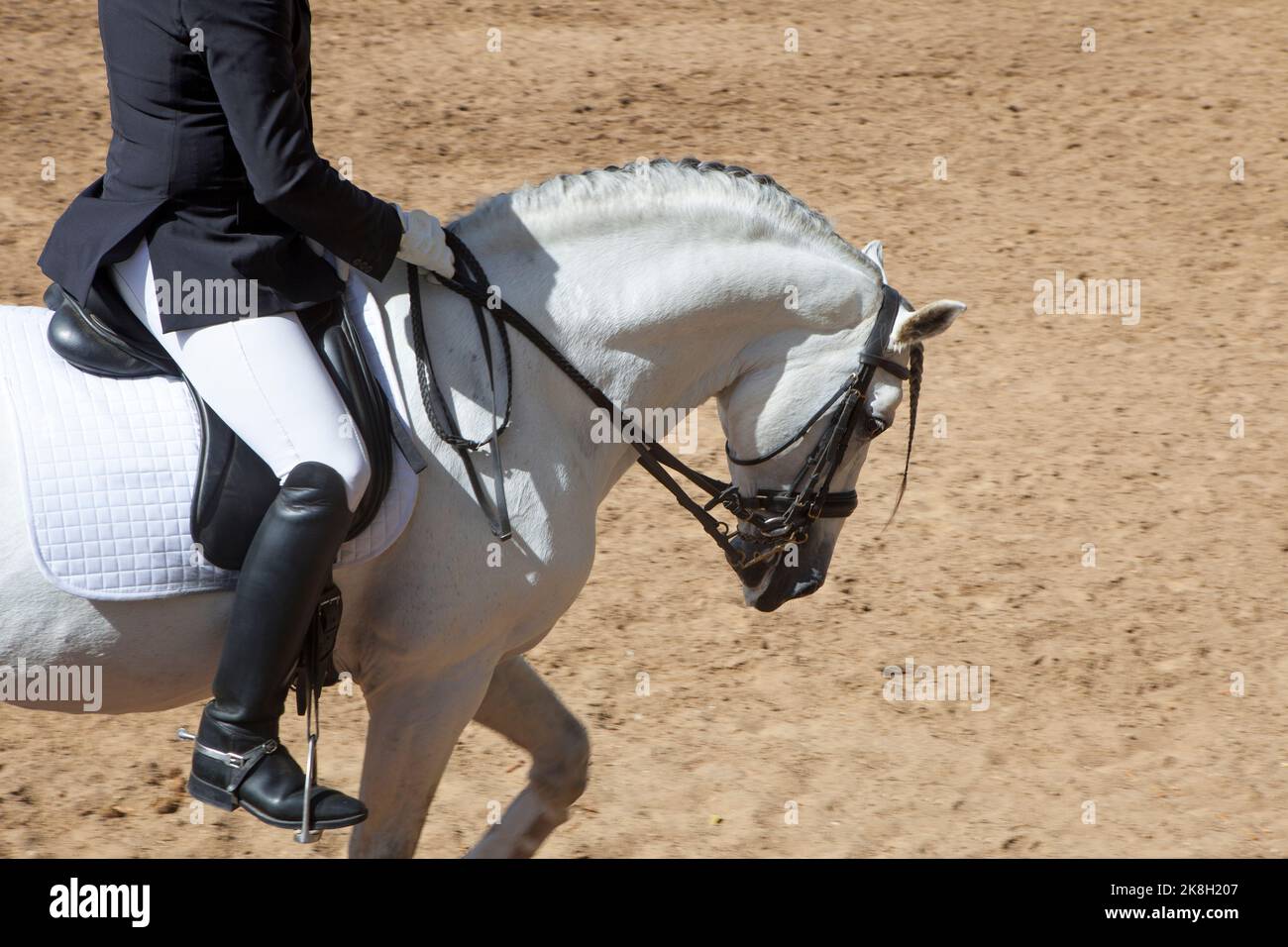 Reinrassige Ausstellung spanischer Pferde. Bewegung bluered Schuss Stockfoto