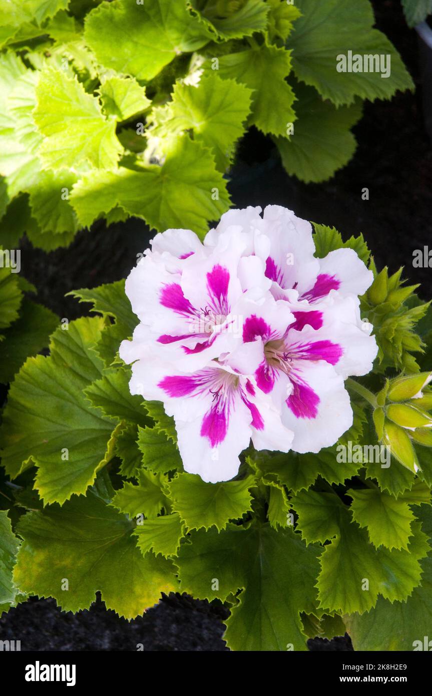 Nahaufnahme von Geranium / Pelargonium Elegance Royalty White eine königliche, mehrfarbige magentafarbene und weiße Blume ist eine frostzarte immergrüne Staude Stockfoto