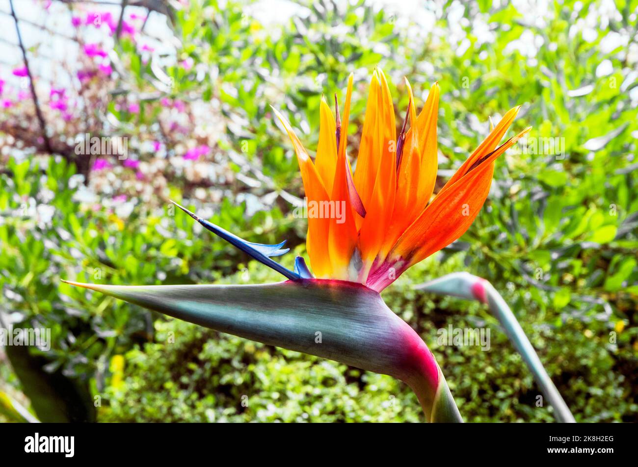 Strelitzia reginae Paradiesvögel ein Klumpen bilden immergrünen Gewächshaus mehrjährige orange & gelbe Blumen Frost zart & auch Kranichblume genannt Stockfoto