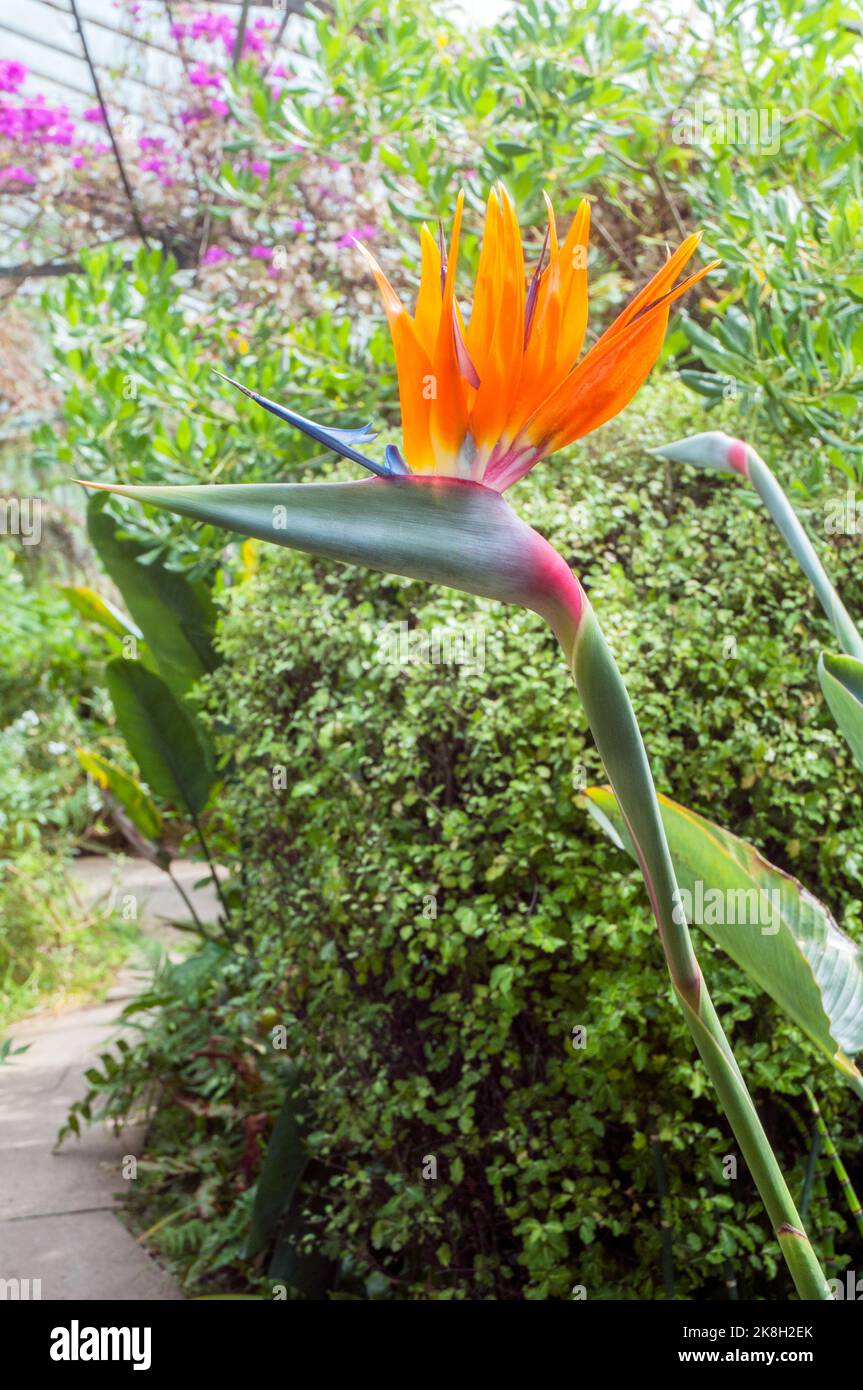 Strelitzia reginae Paradiesvögel ein Klumpen bilden immergrünen Gewächshaus mehrjährige orange & gelbe Blumen Frost zart & auch Kranichblume genannt Stockfoto