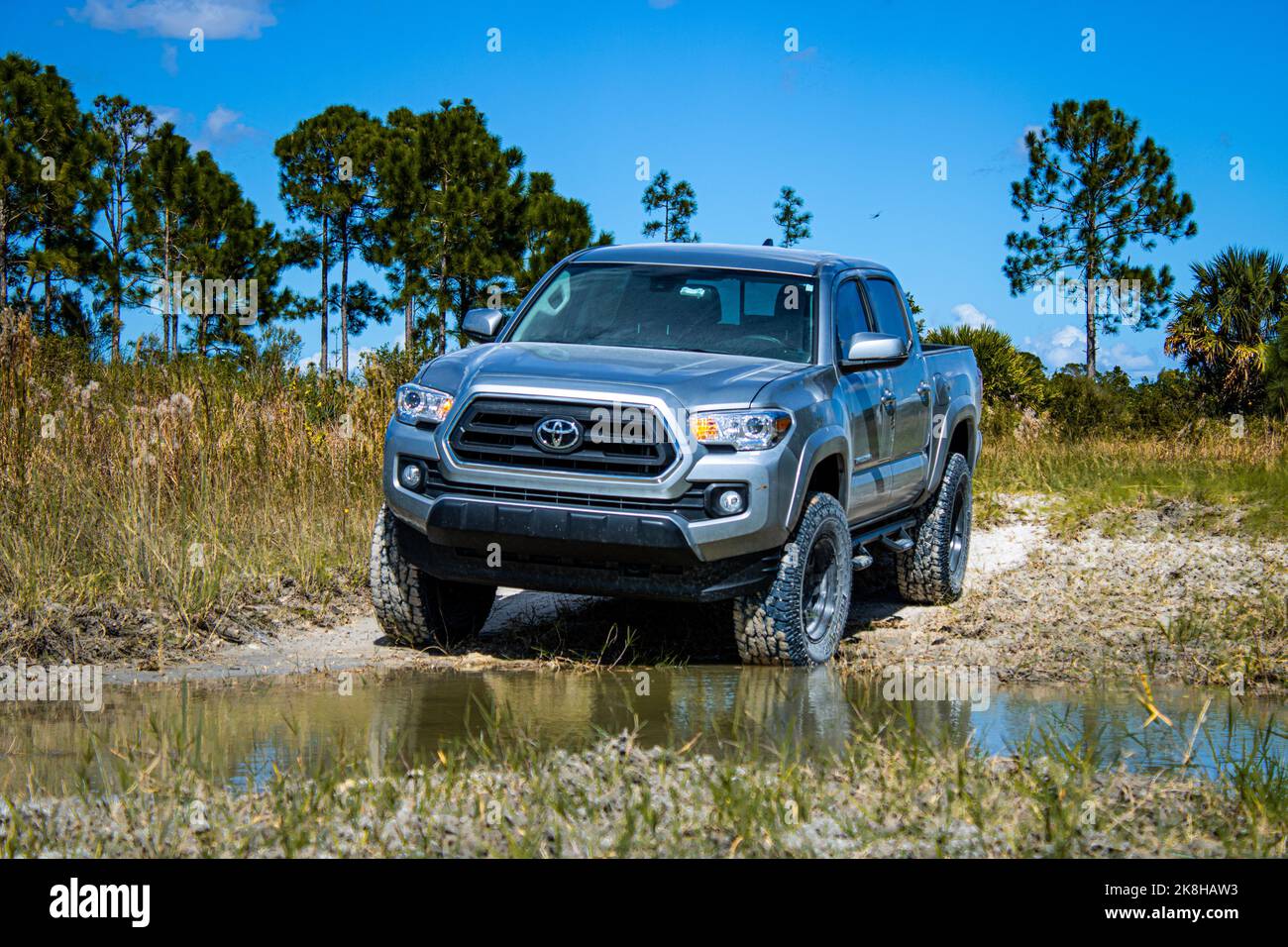 Toyota Tacoma brachte nach einem neuen Aufzug und Reifen wunderschöne Aufnahmen dieses erstaunlichen LKW in den Wald von Südflorida. Es sieht Mittel und aggressiv aus. Stockfoto