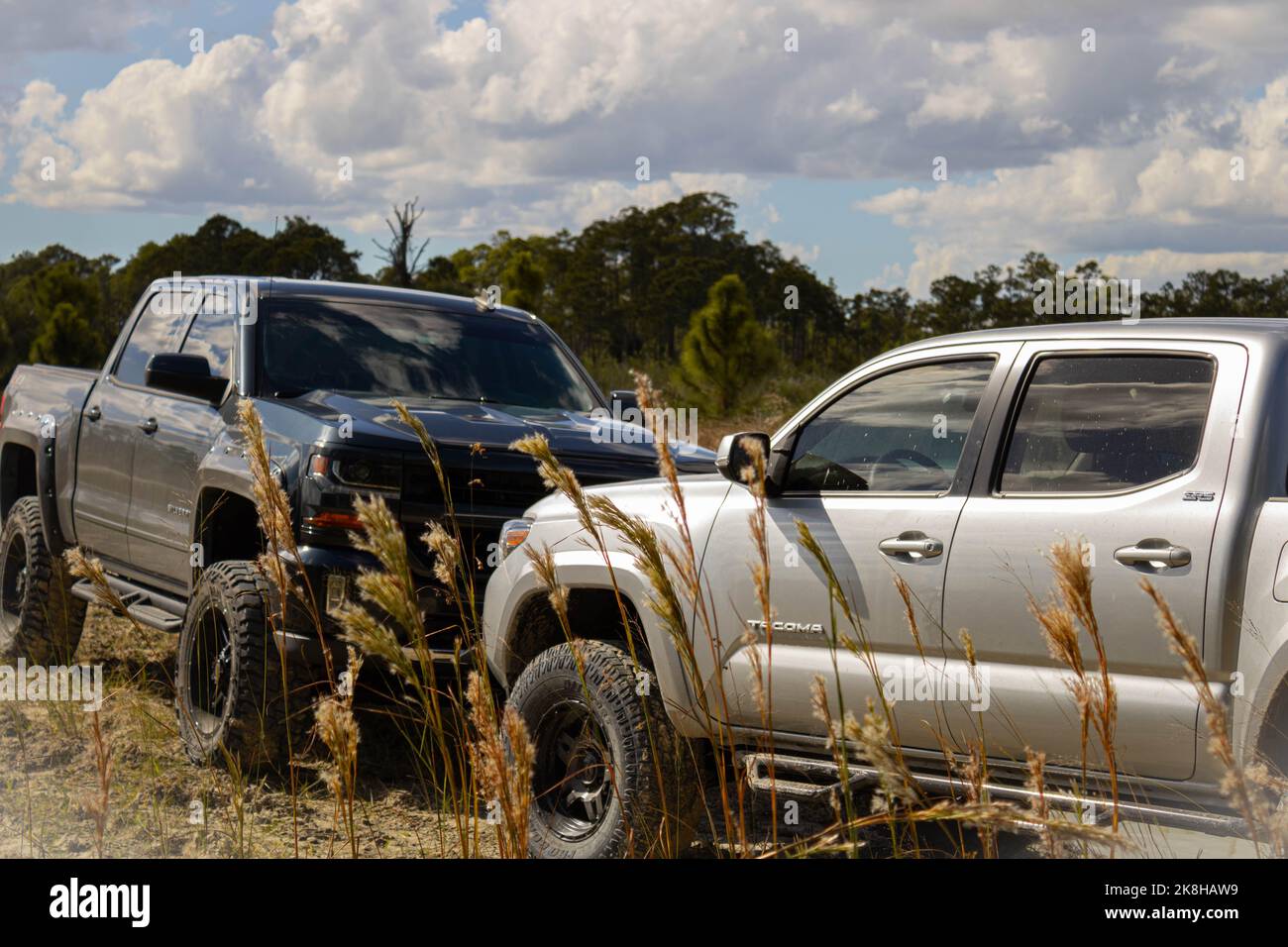Toyota Tacoma brachte nach einem neuen Aufzug und Reifen wunderschöne Aufnahmen dieses erstaunlichen LKW in den Wald von Südflorida. Es sieht Mittel und aggressiv aus. Stockfoto