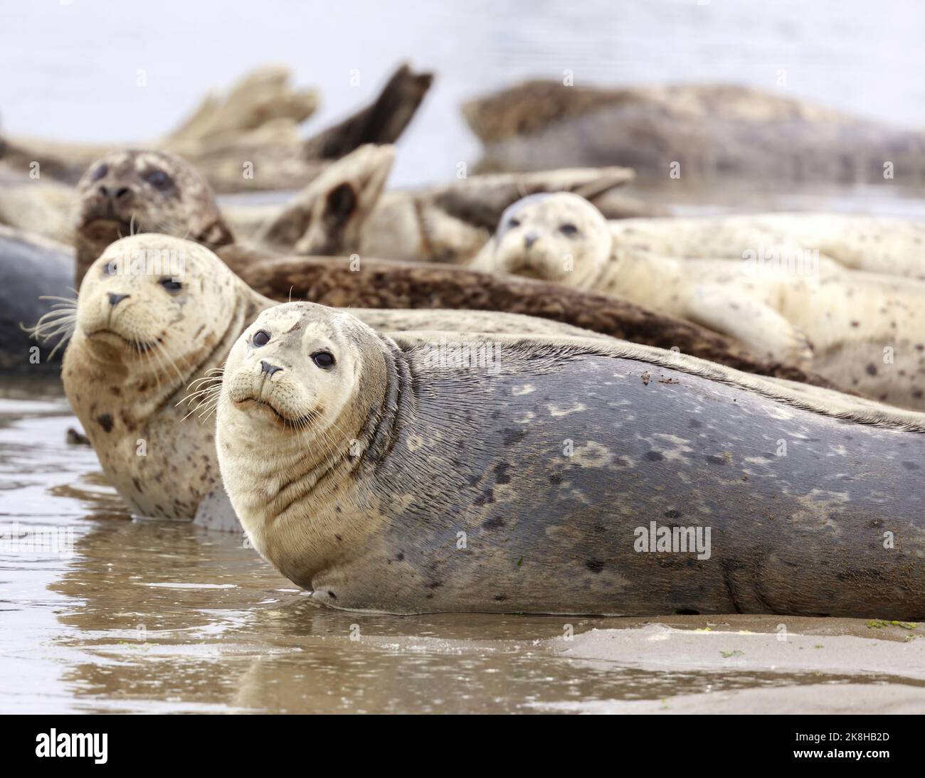 Warnen Sie Hafenversiegelungen, die die Kamera vorsichtig betrachten. Moss Landing, Monterey County, Kalifornien, USA. Stockfoto
