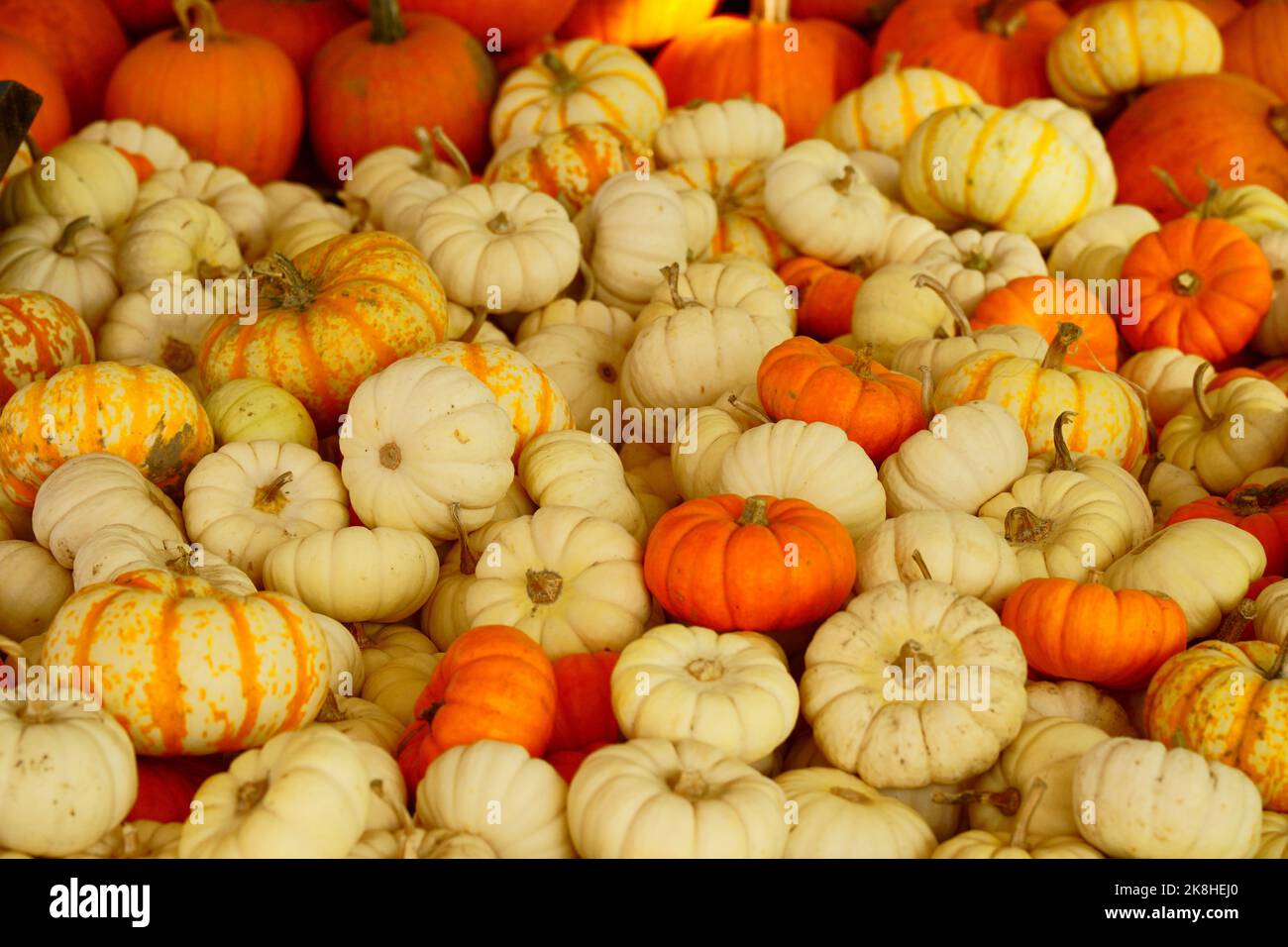 Massen von Kürbissen Stockfoto