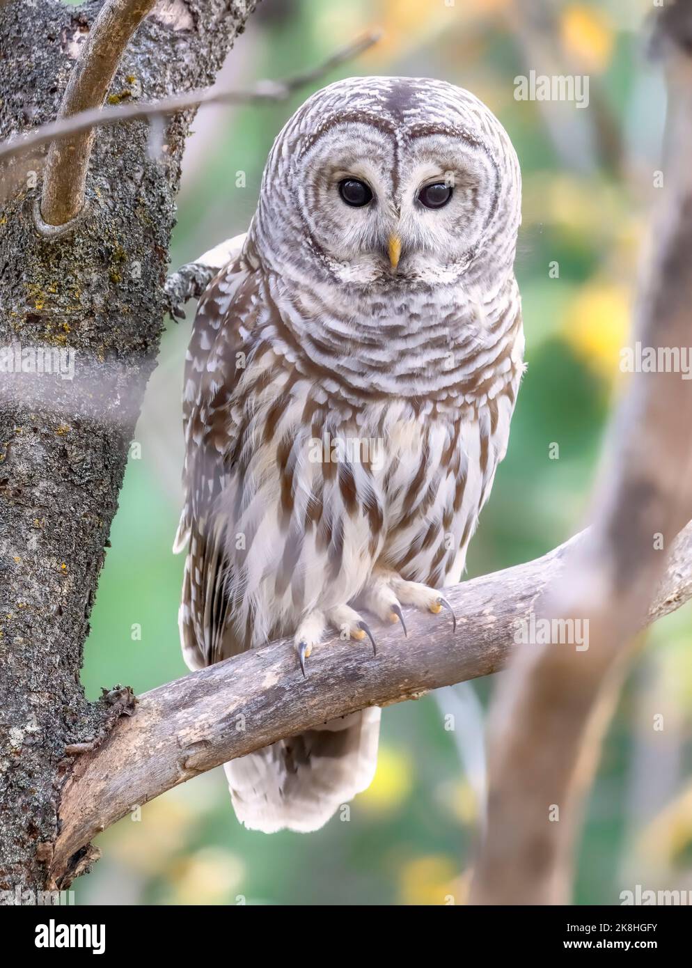 Sperlingskauz zurück für den Fall auf den Spuren des Mont St-Bruno. Dieser war auf der Suche nach allen Bewegungen auf dem Boden, um Beute zu essen zu finden. Stockfoto