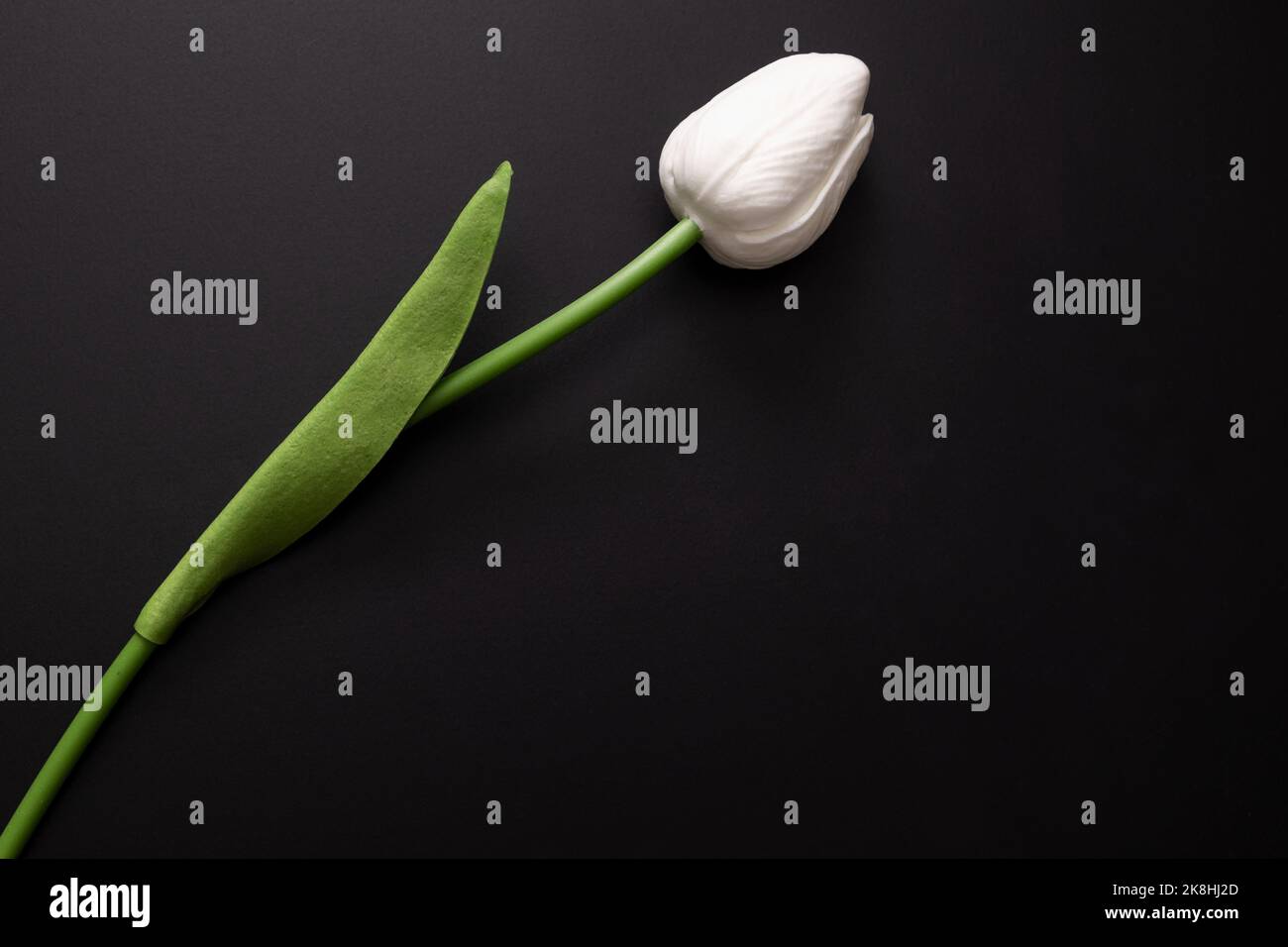 Detaillierte Aufnahme der weißen Tulpe auf dunklem Hintergrund. Stockfoto