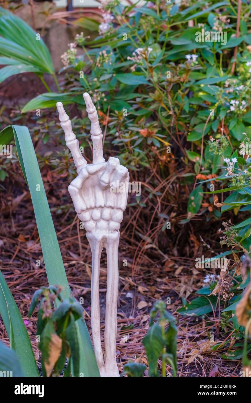 Halloween Gartendekoration einer Skeletthand, die das Friedenssymbol gibt Stockfoto