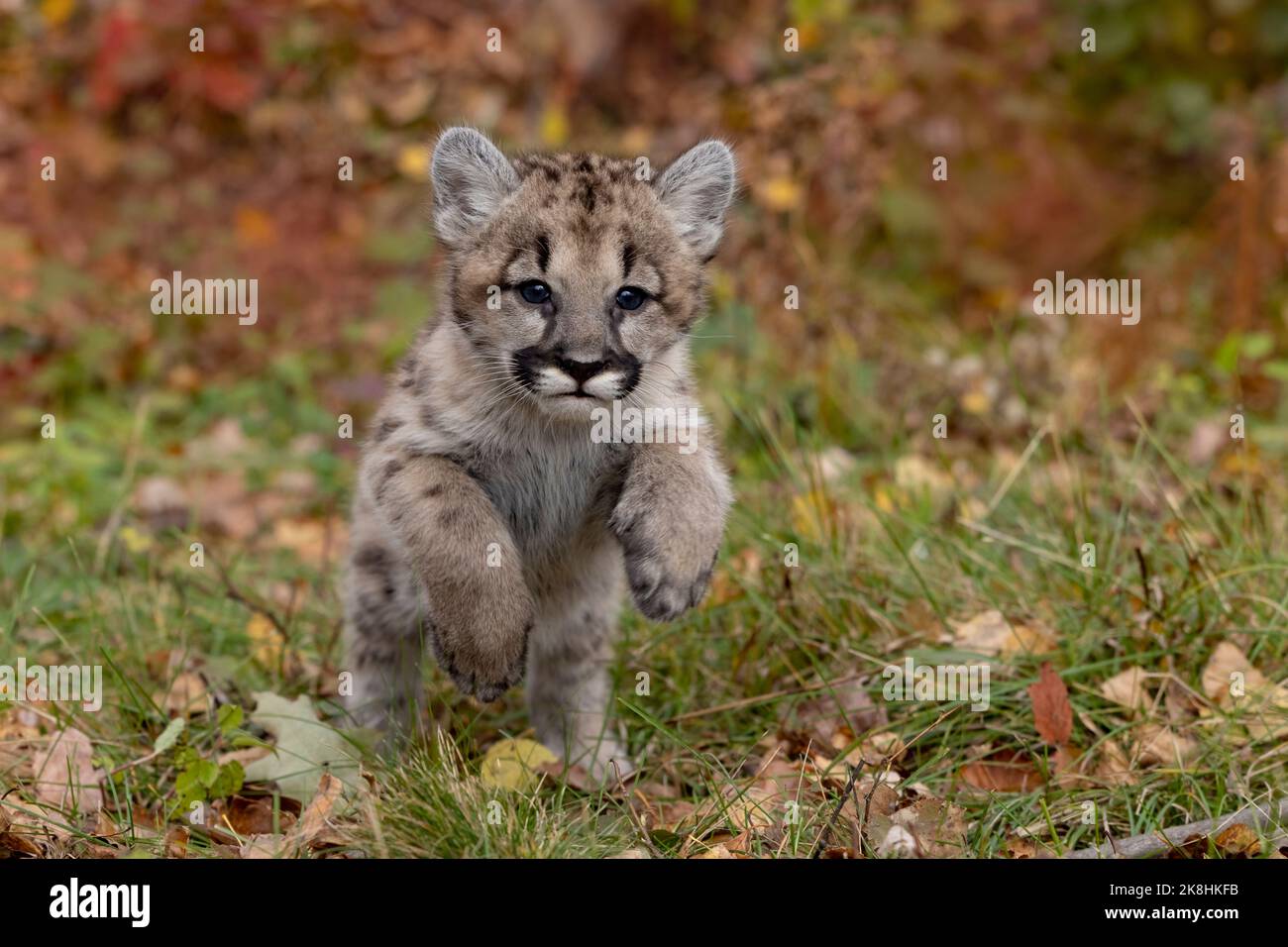 Puma (Puma concolor) Kätzchen Stockfoto