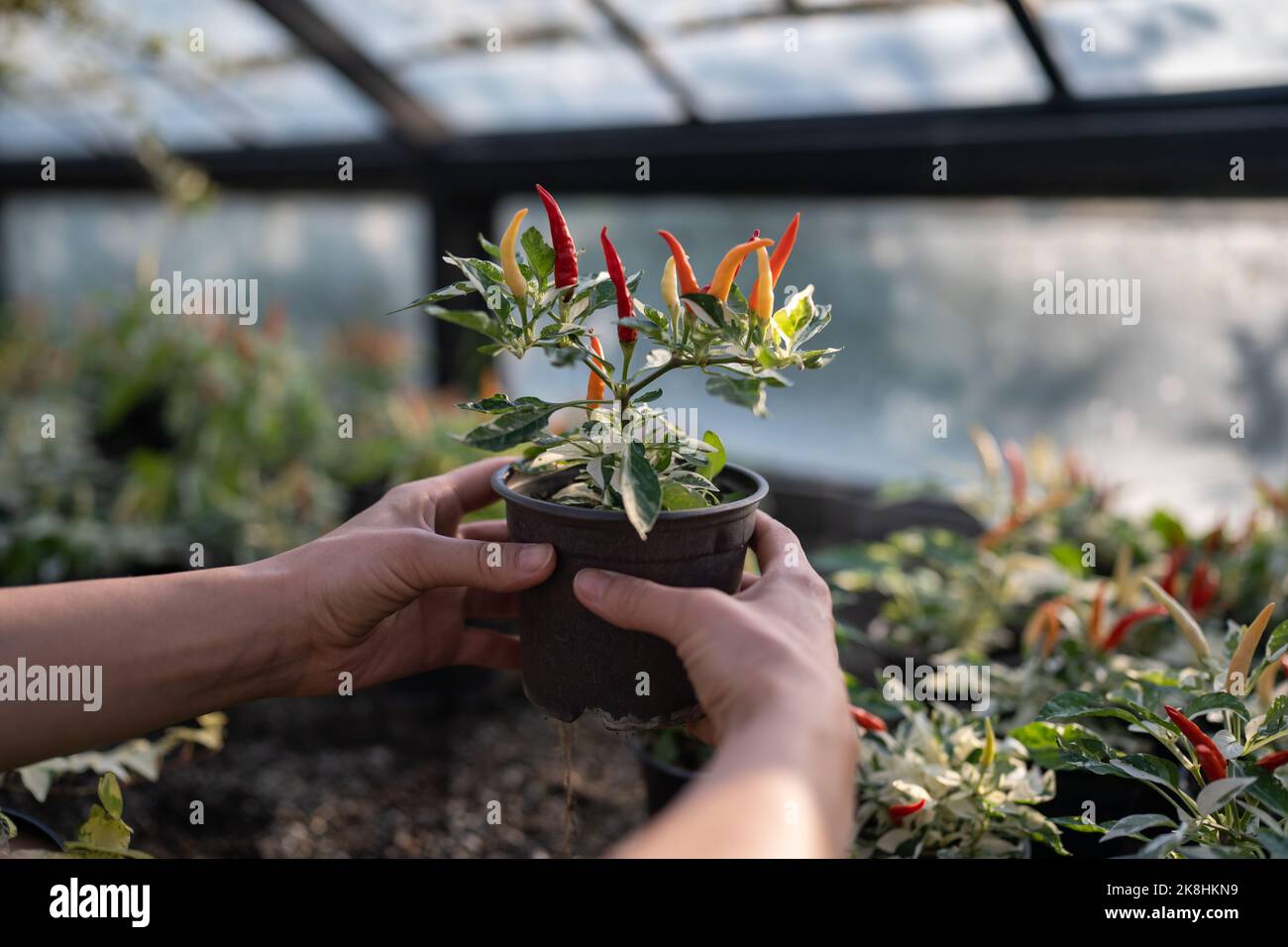 Topf mit Paprikaschoten in den Händen Agronom oder Farmbesitzer Gemüse in Glas Gewächshaus anbauen Stockfoto