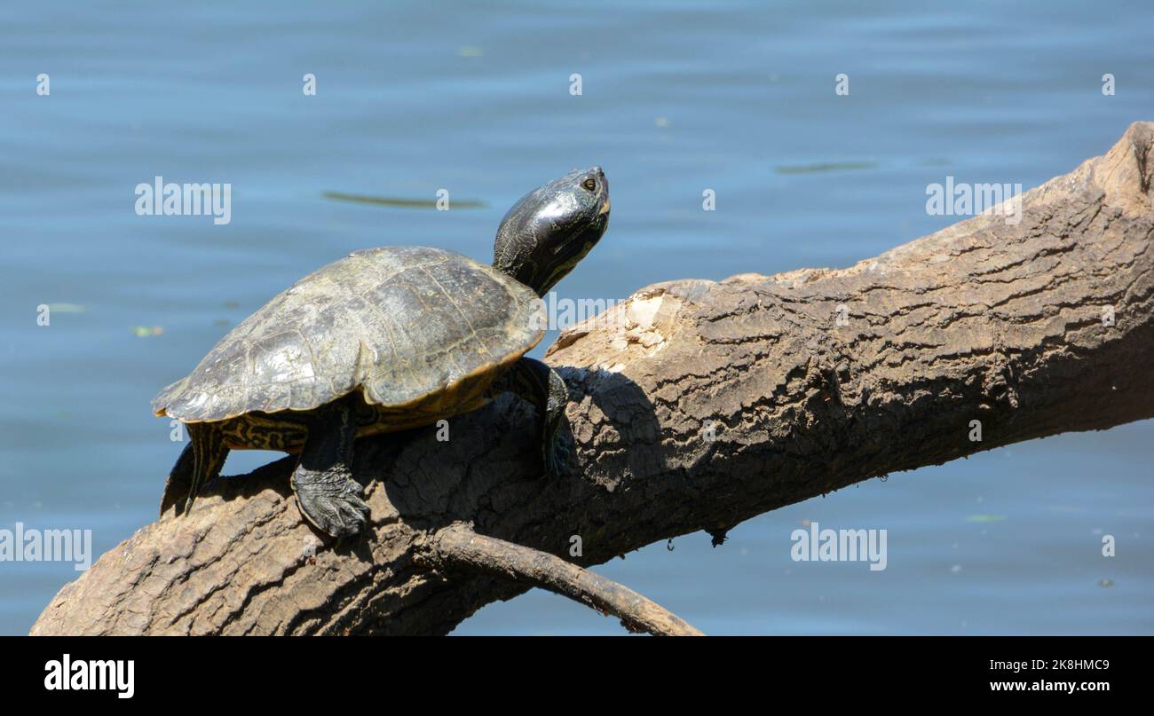 Eine Erwachsene weibliche Barbour's Map Turtle (Graphimys barbouri) aus Liberty County, Florida, USA. Stockfoto