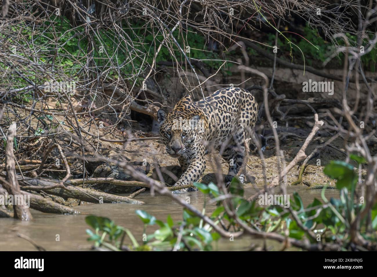 Jaguar jagt und untersucht die Hyazinthen nach Beute Stockfoto