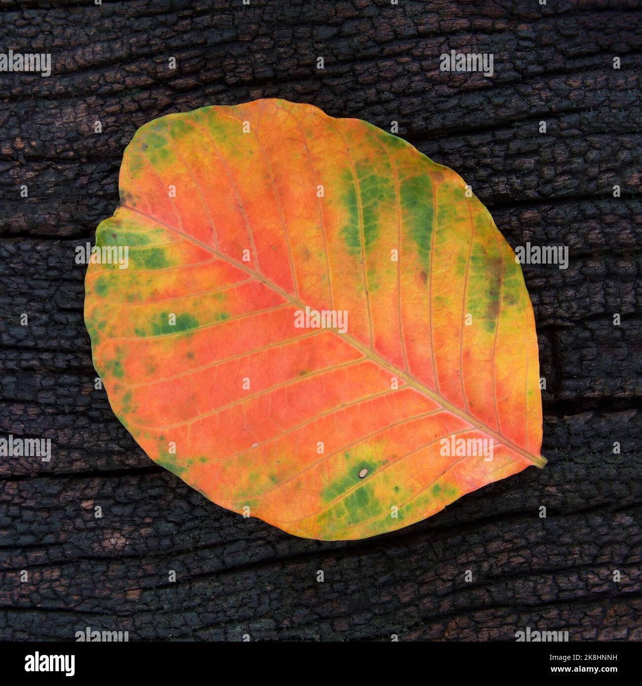 bunter Herbstlaub Herbst Santol auf Grunge Holz Textur Hintergrund isoliert Stockfoto
