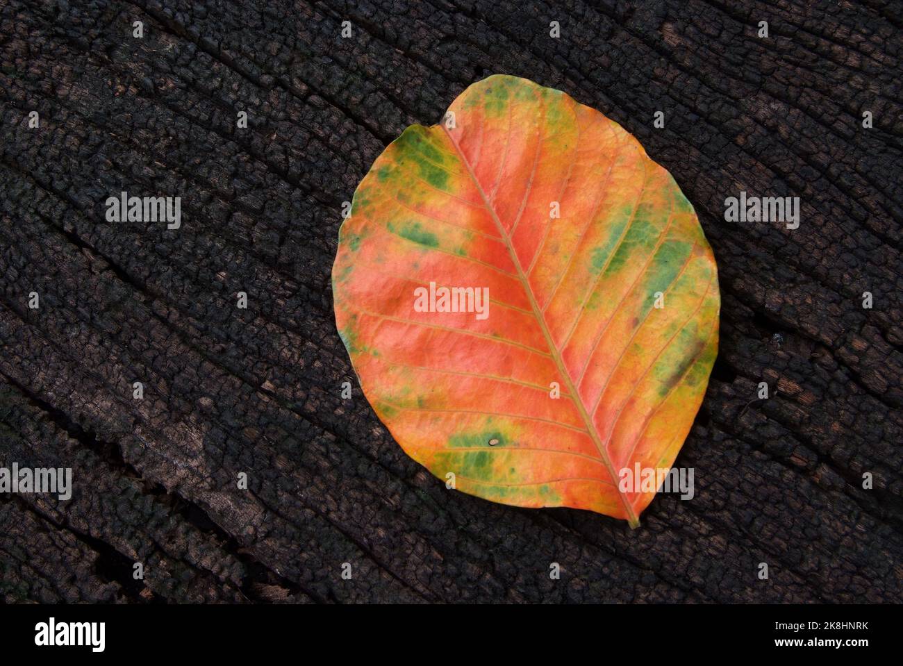 bunter Herbstlaub Herbst Santol auf Grunge Holz Textur Hintergrund isoliert Stockfoto