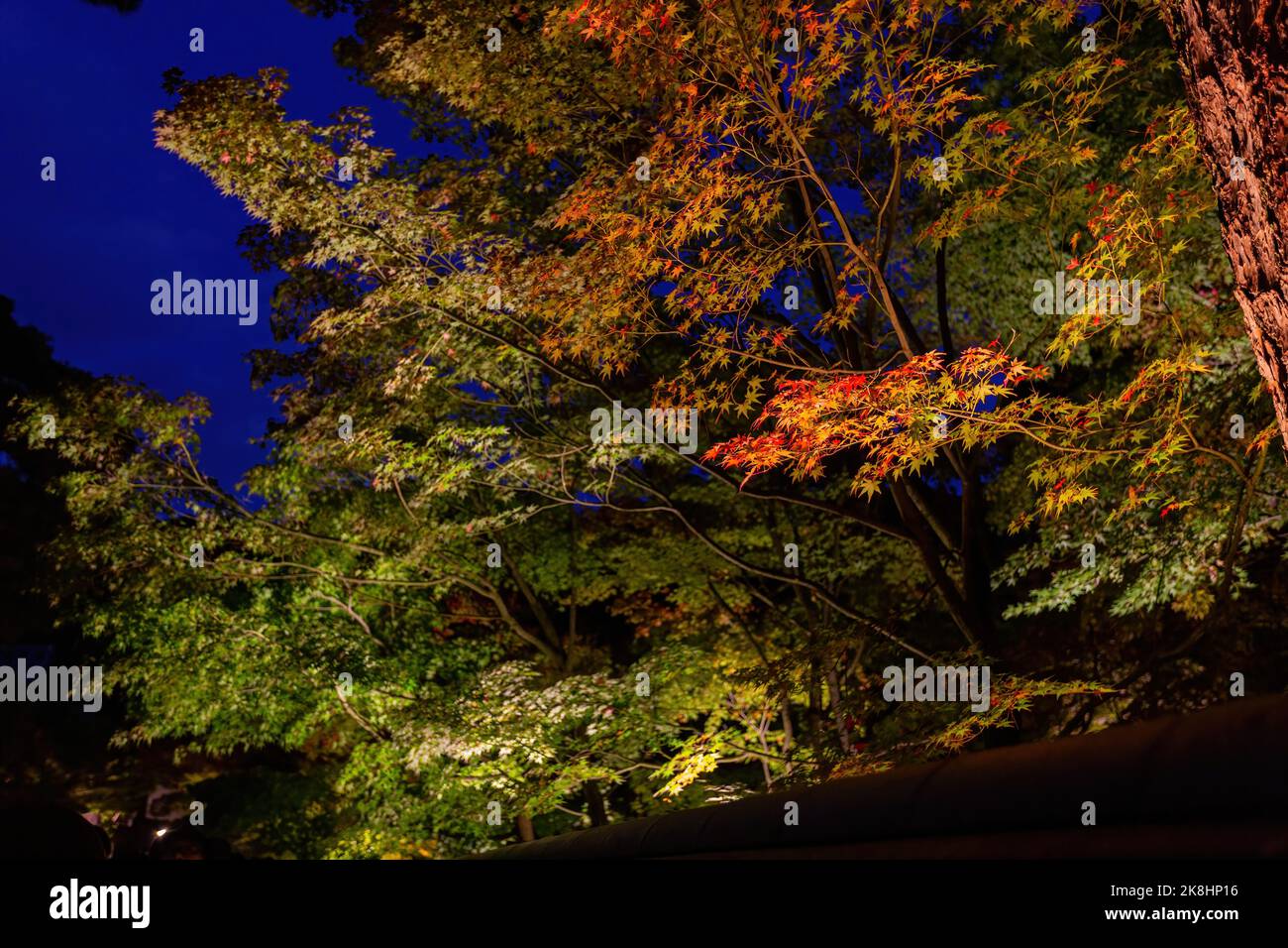 Nächtliche Herbstlandschaft im Zenrin-ji Tempel in Kyoto, Japan Stockfoto