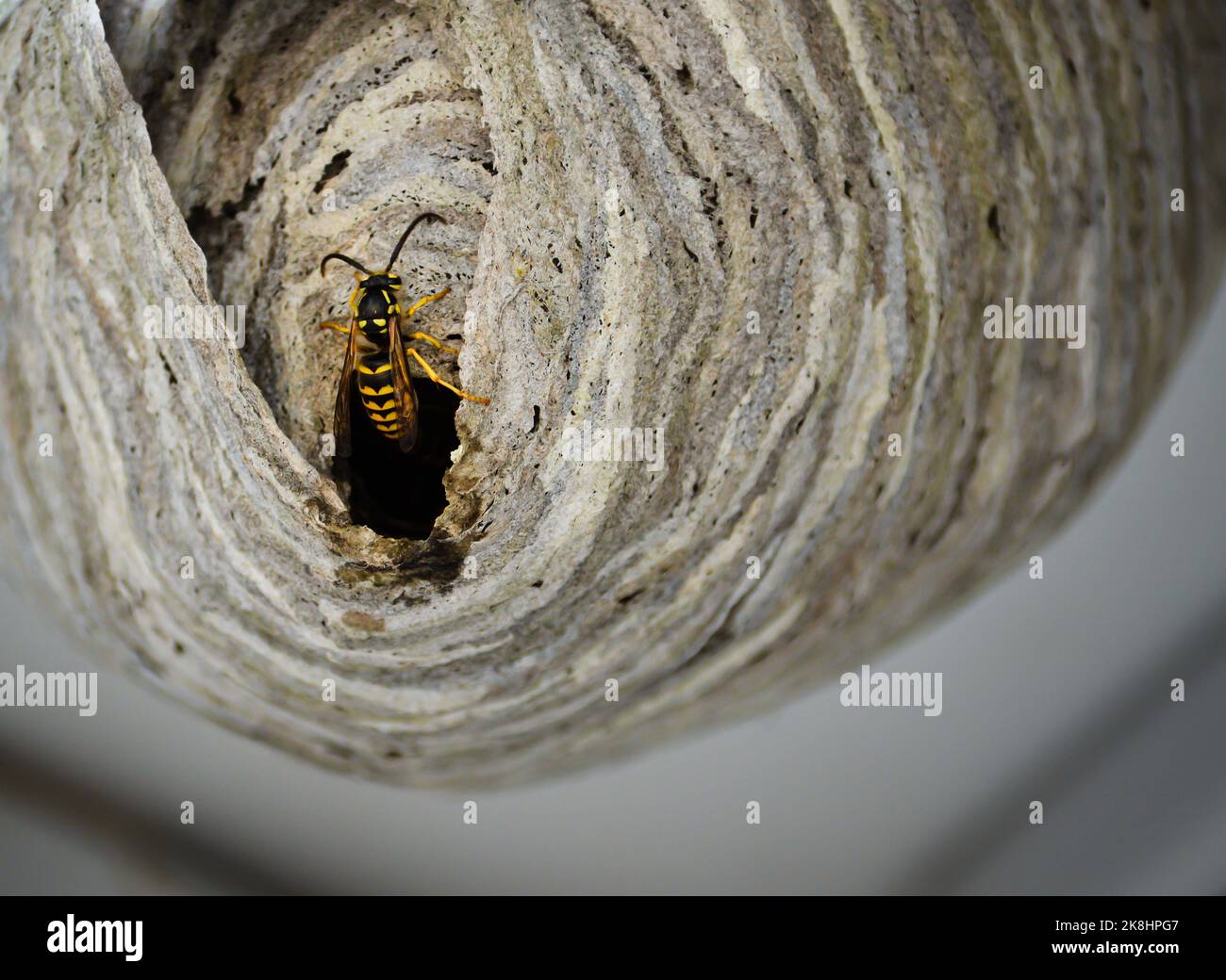 Einzelne Wespen kriechen aus einem Wespennest Stockfoto