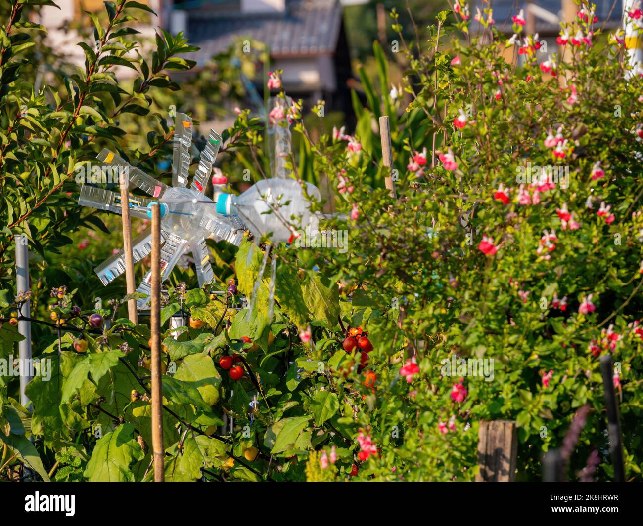 Nahaufnahme einer kleinen Farm mit Blumenblüten und reifen Tomaten, die in Kyto hängen Stockfoto