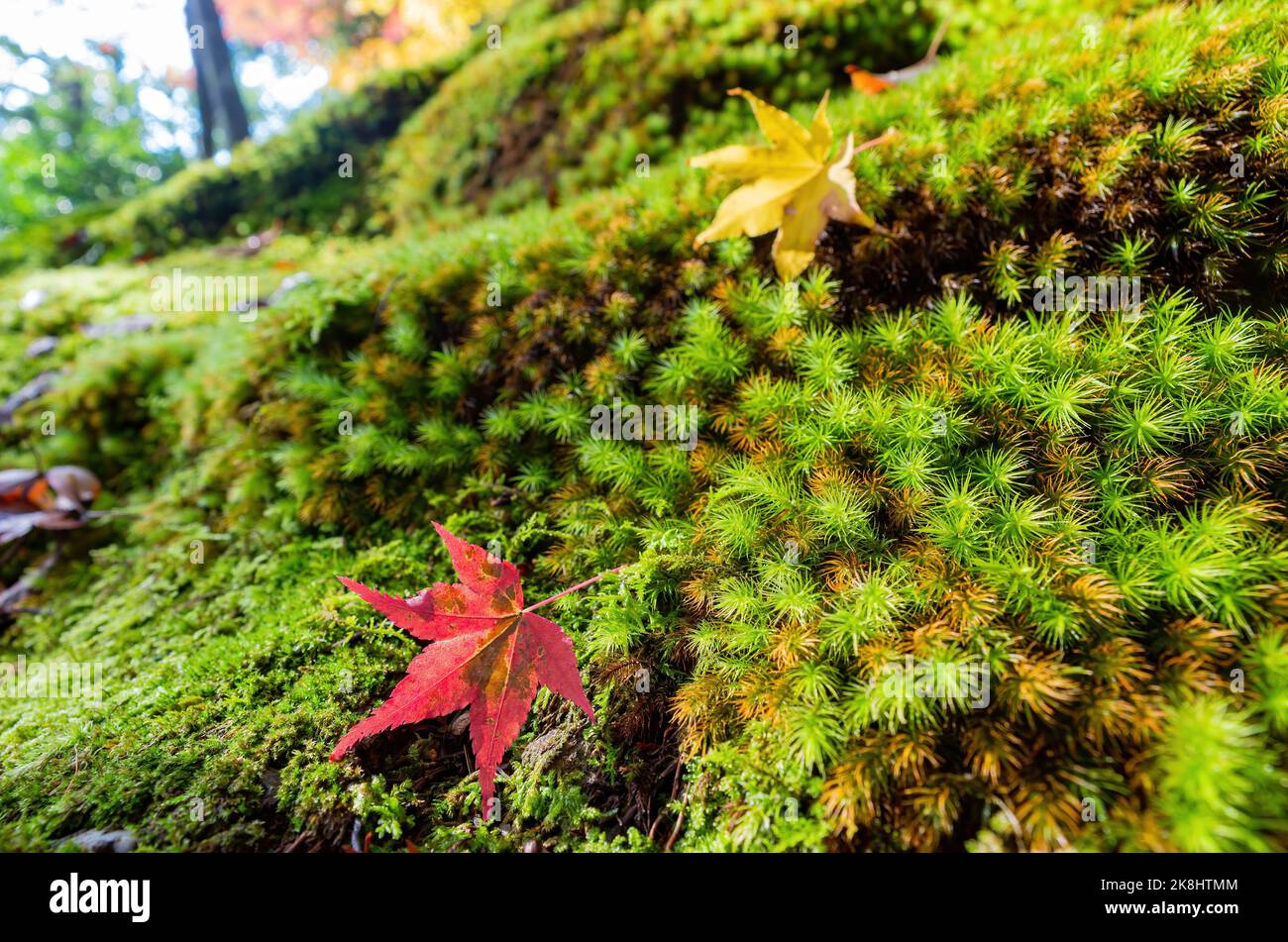 Herrliche Aussicht, Herbstfarbe am Jojakko-ji Tempel, Japan im Herbst um den november Stockfoto