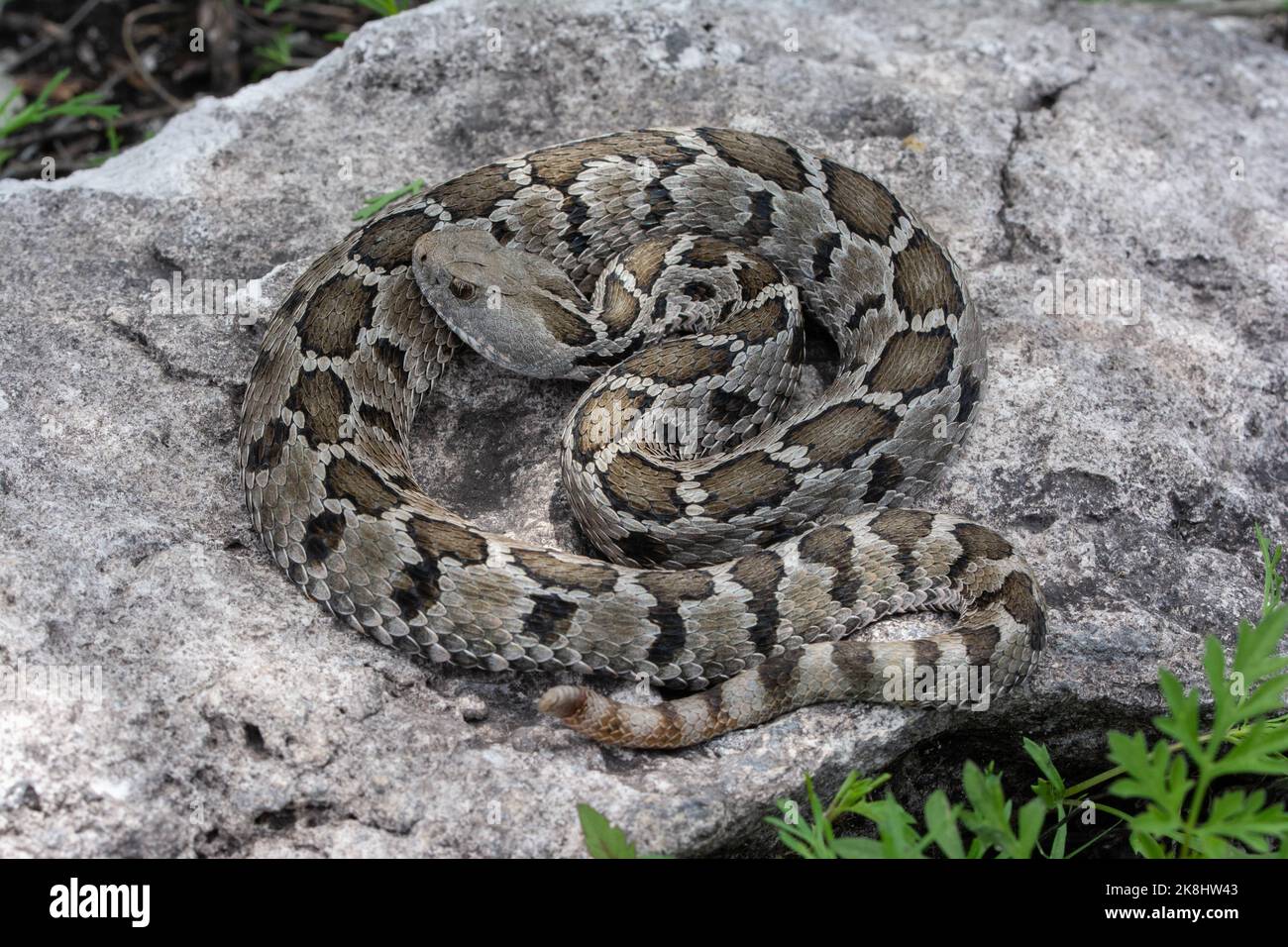 Zwergrattlesnake (Crotalus ravus) aus Puebla, Mexiko. Stockfoto