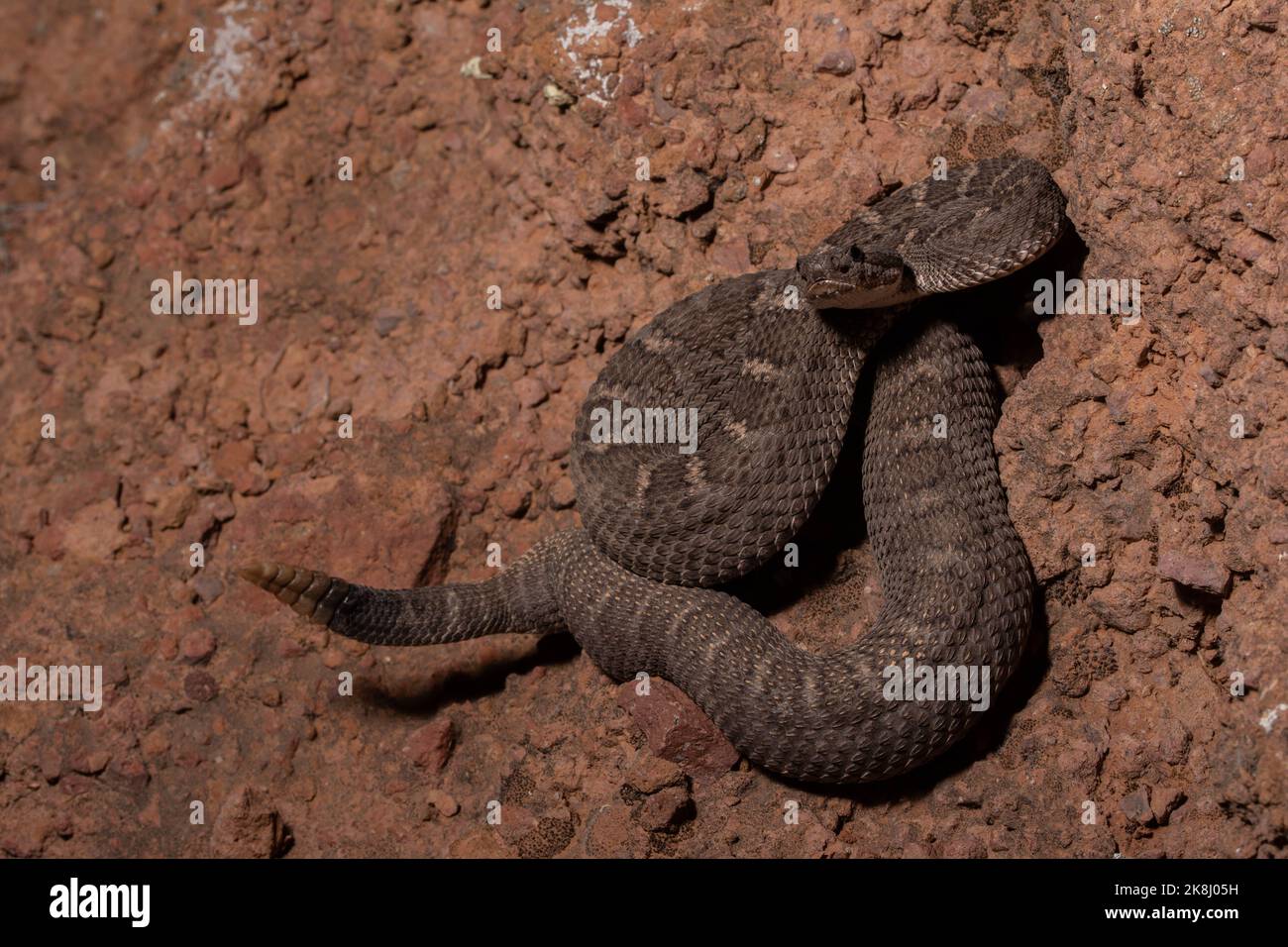 Arizona Black Rattlesnake (Crotalus cerberus) aus Yavapai County, Arizona, USA. Stockfoto