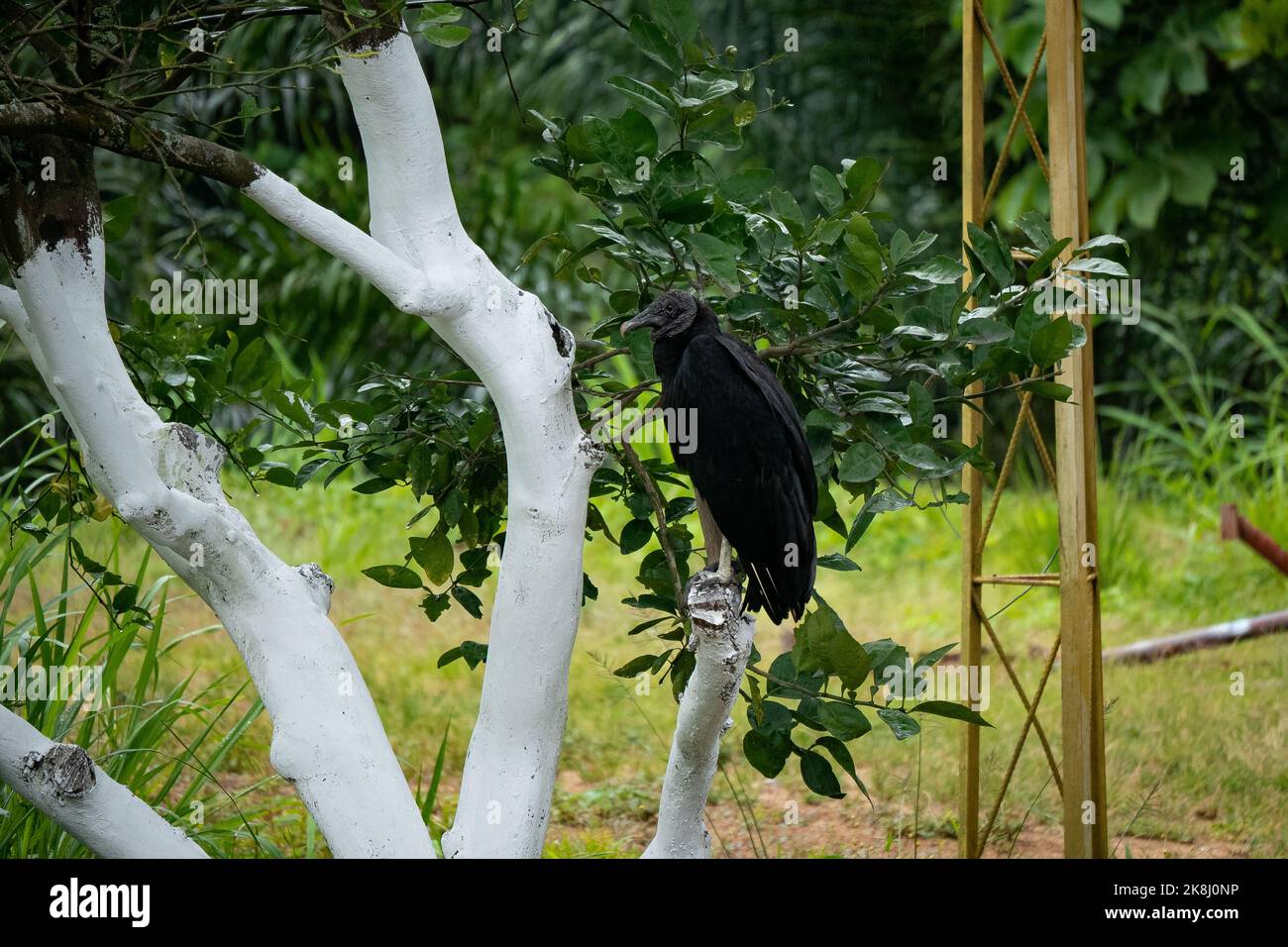 Schwarzer Bussard (Coragyps atratus) an einem wolkigen Tag in der Weißen brach starrend Stockfoto