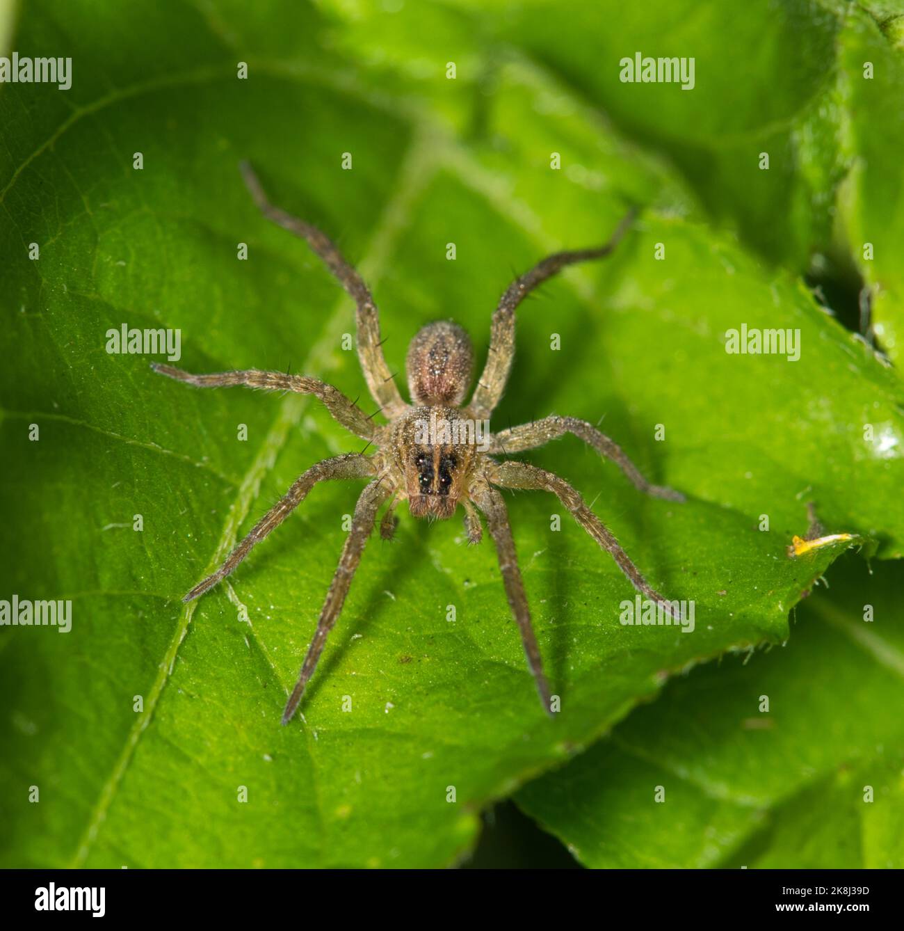 Die Wolfsspinne (Lycosidae) auf grünen Blättern jagt in einem Vorstadthof vor der Kamera. Gemeinsame Arten weltweit gefunden. Stockfoto