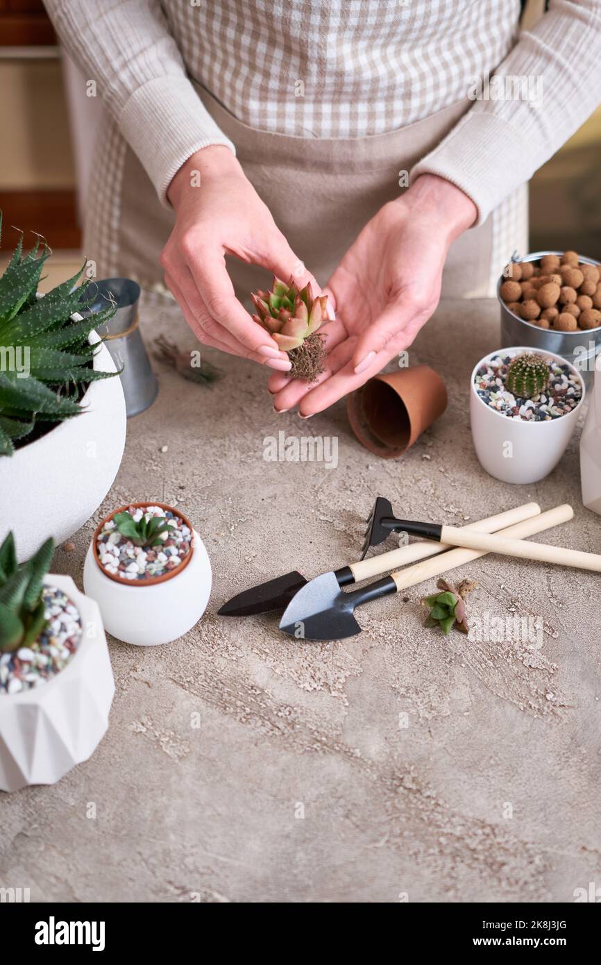 Echeveria Sukkulentpflanze mit Wurzeln bereit für die Transplantation Stockfoto