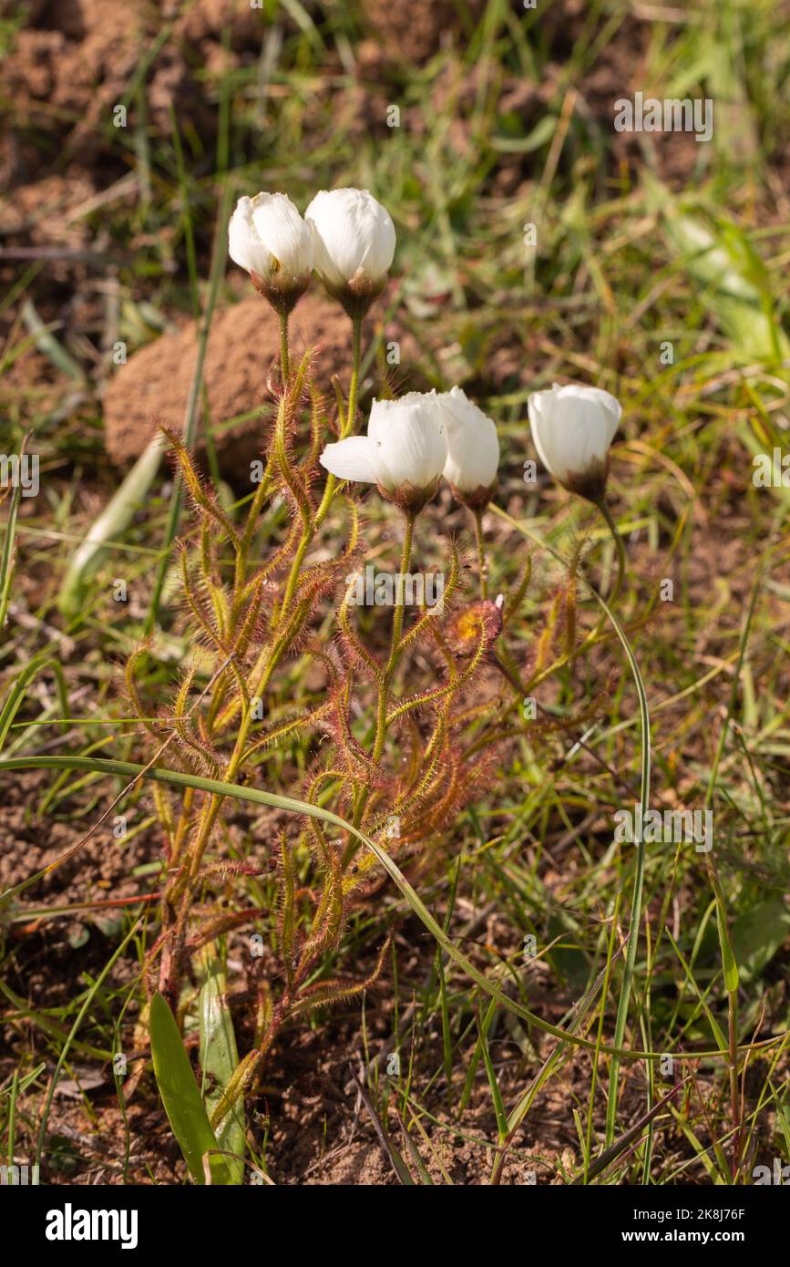 Fleischfressende Pflanzen: Einige blühende Sonnentaucher (Drosera cistiflora) in einem natürlichen Lebensraum in der Nähe von Darling Stockfoto