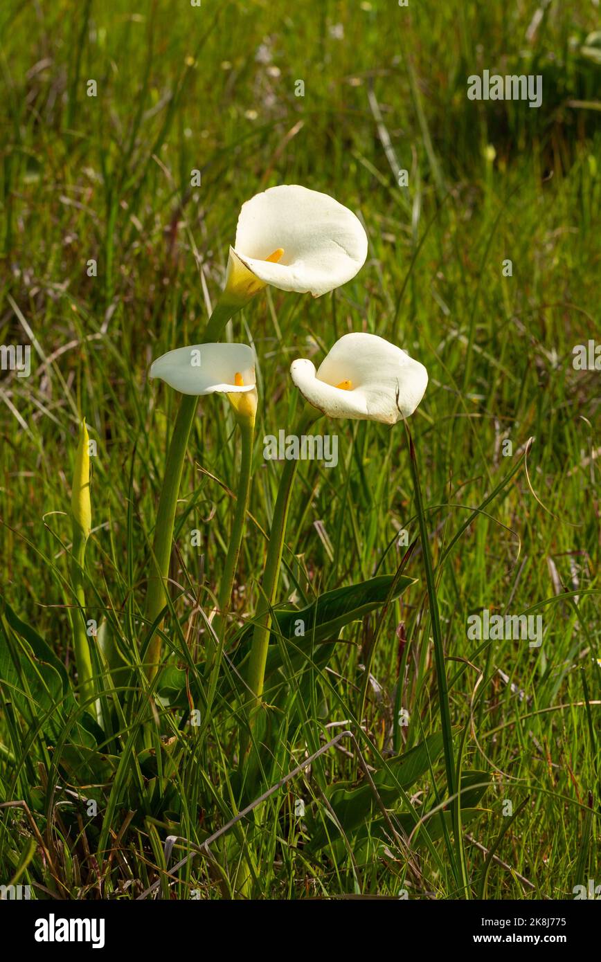 Drei Blumen Zantedeschia, die in natürlicher Umgebung aufgenommen wurden Stockfoto