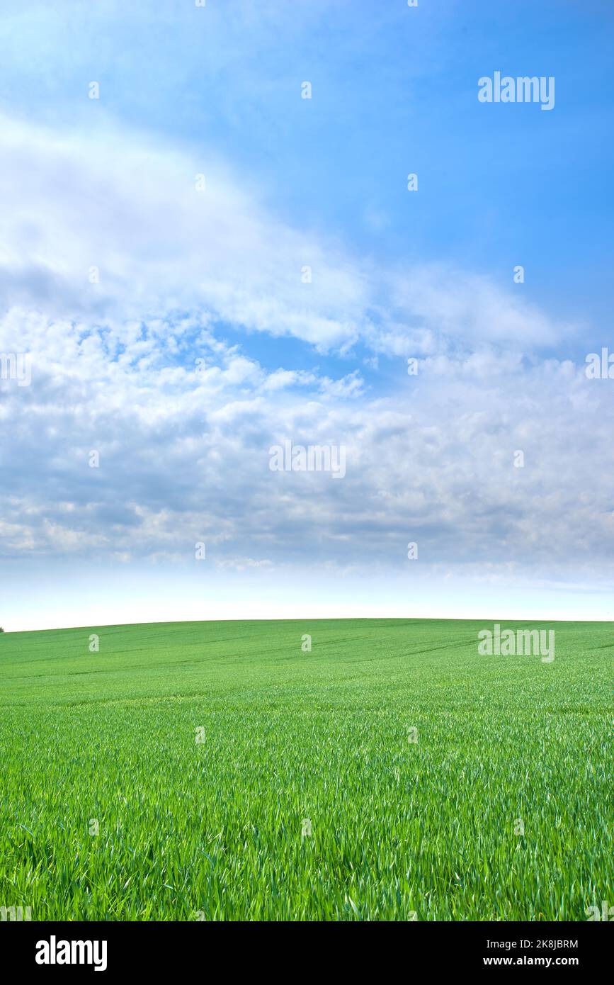 Grüne Felder und blauer Himmel. Grüne Felder und blauer Himmel im Frühling und Frühsommer. Stockfoto