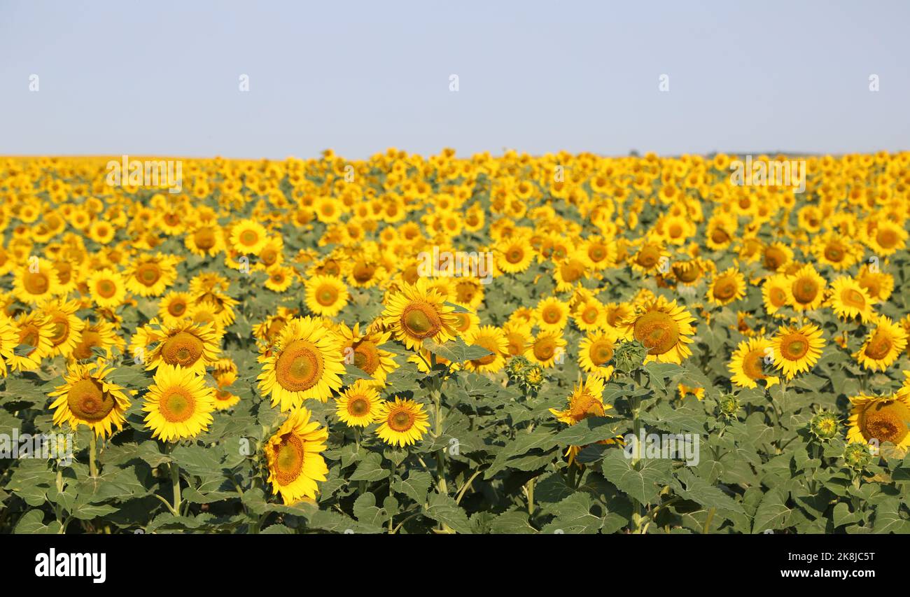Sunflower Field - North Dakota Stockfoto
