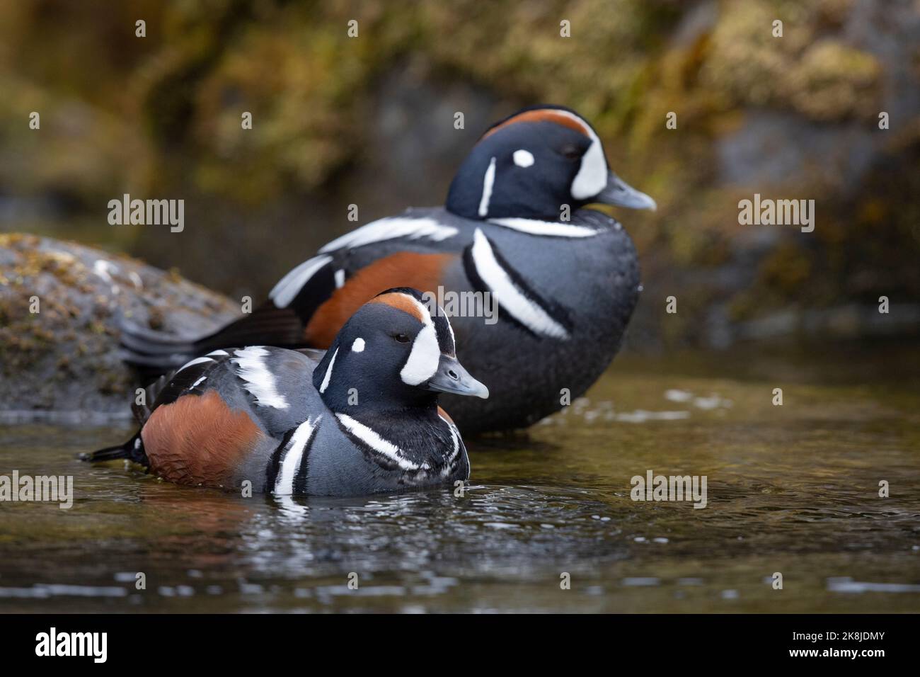 Harlequin Duck (Histrionicus histrionicus), Erwachsene Männchen in einem Fluss, Südliche Region, Island Stockfoto