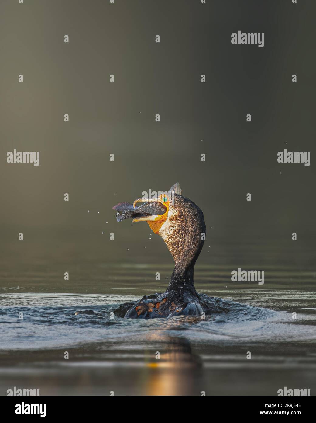 Die Kormoran-Oberflächen triumieren. Hyderabad, Indien: DIESE BILDER zeigen einen armen Tilapia-Fisch, der seinen letzten Atemzug macht, als ein großer Kormoran ihn schluckt Stockfoto