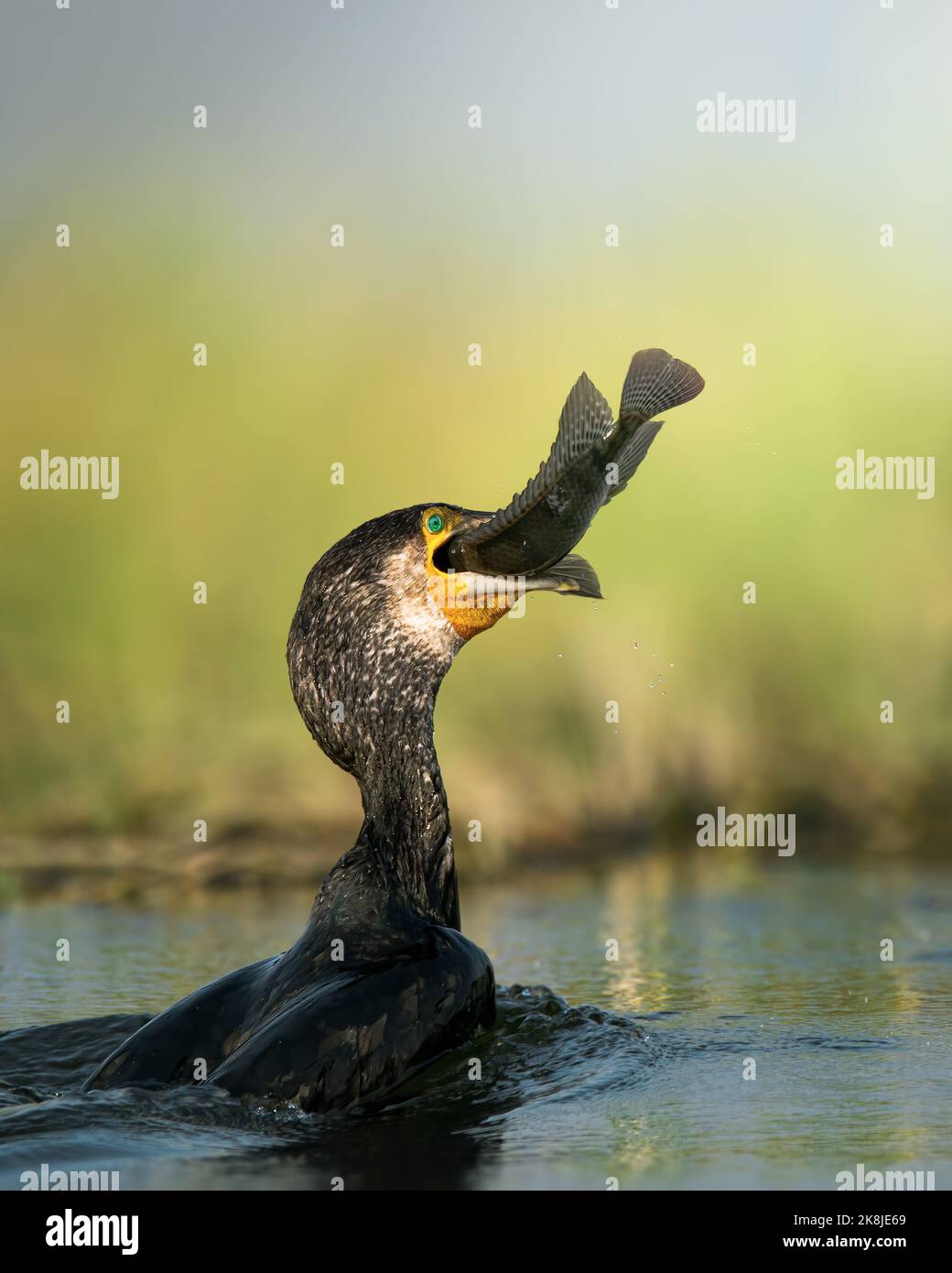Dieser Kormoran schluckt seine ganze Mahlzeit. Hyderabad, Indien: DIESE BILDER zeigen einen armen Tilapia-Fisch, der seinen letzten Atemzug macht, als ein großer Kormoran mich schluckt Stockfoto