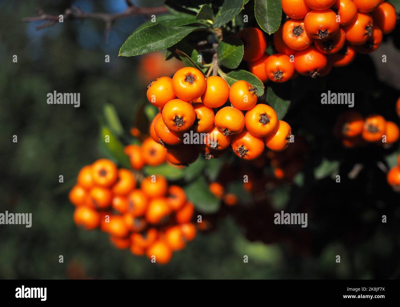 Rotes firethorn. Scharlachrote firethorn-Pflanze auf Zweig mit dunklem Hintergrund. Stockfoto