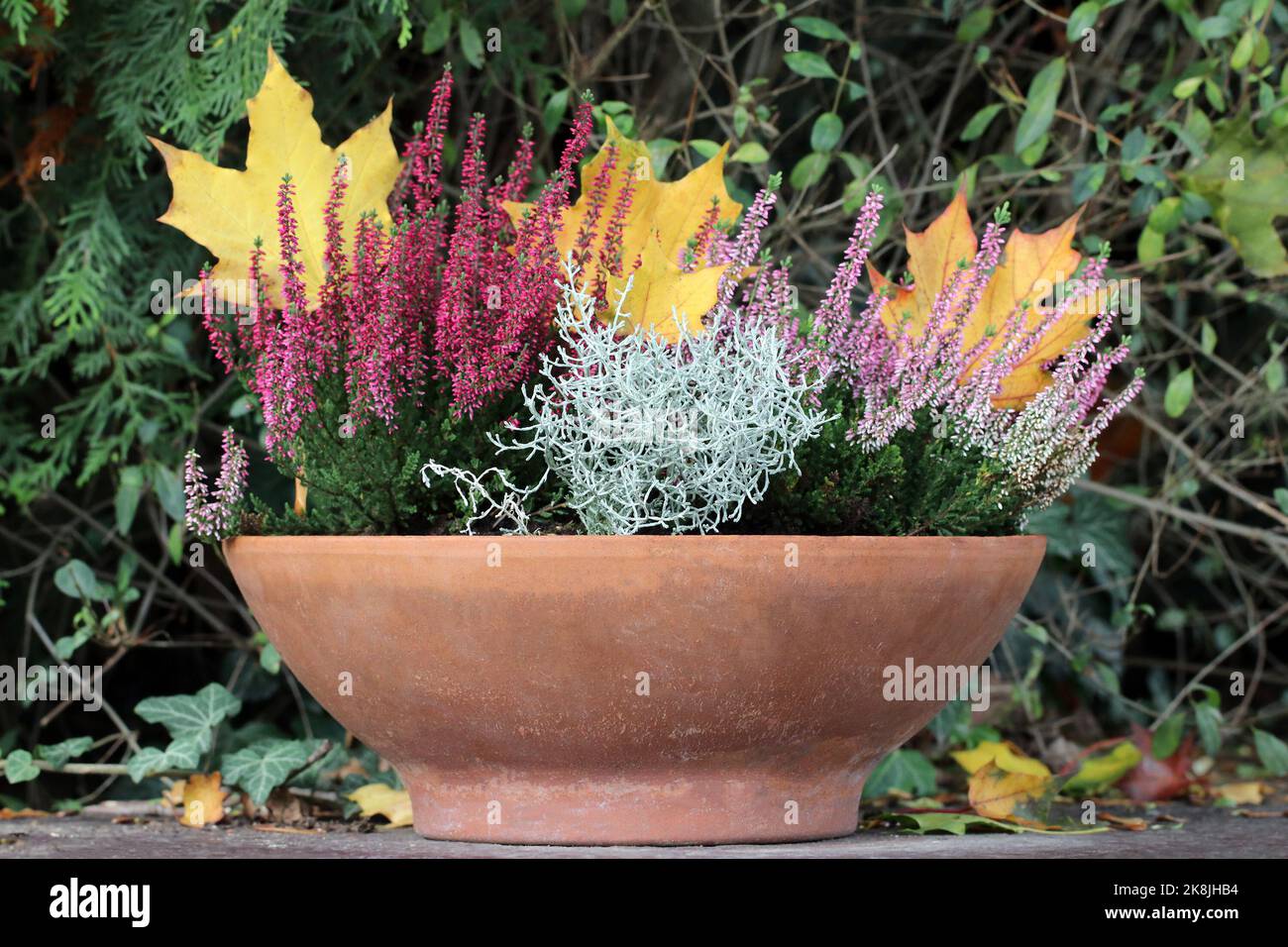 Heather und Leucophyta wachsen in einem Blumentopf. Gelbe und orangefarbene Herbstblätter im Hintergrund. Pflanzen, die im Spätherbst und Winter wachsen und blühen. Stockfoto