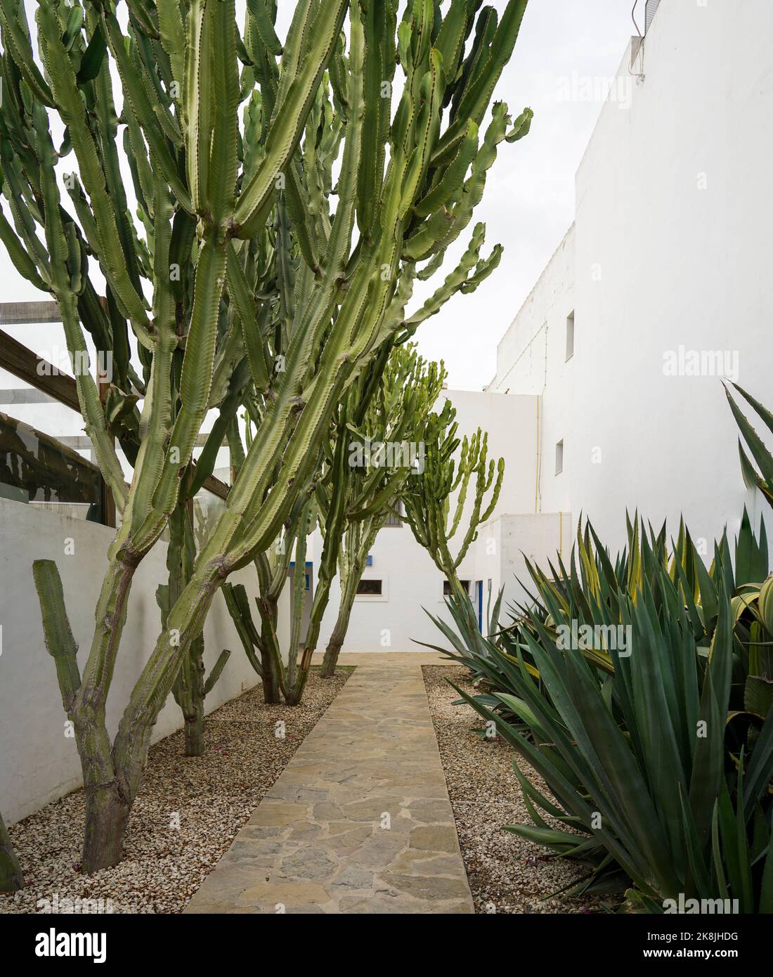 Ein gepflasterter Weg führt zwischen hohen, baumähnlichen Kakteen und modernen weißen Gebäuden in einem Wüstengarten. Spanien. Stockfoto