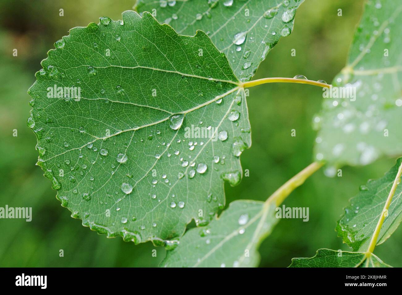 Frühlingsgrün, Tau- oder Regentropfen auf grünen Blättern. Natürlicher Hintergrund. Hintergrundbild. Stockfoto