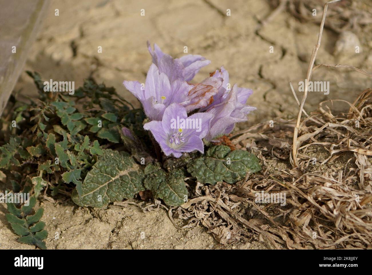 Mandragora autumnalis, Mandrake, Herbstmandrake blühend, Andalusien, Spanien. Stockfoto