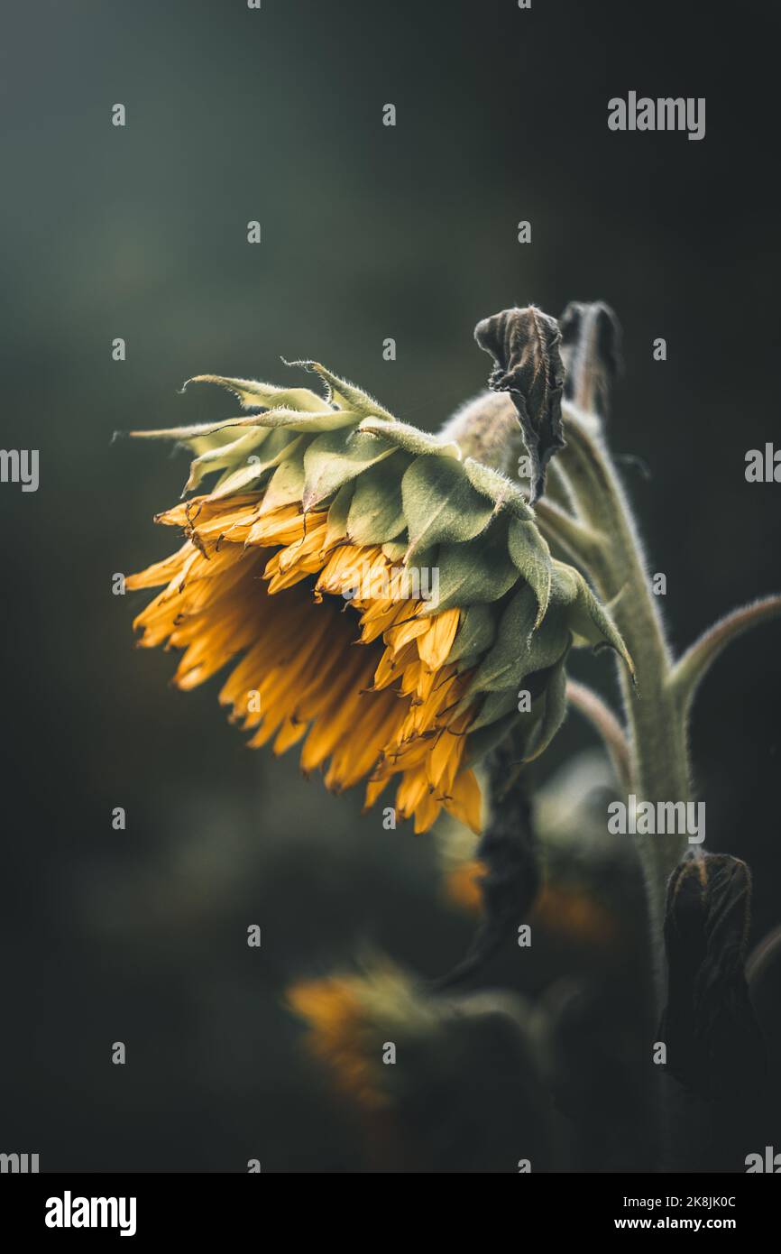 Eine Sonnenblume welk im Herbst Stockfoto