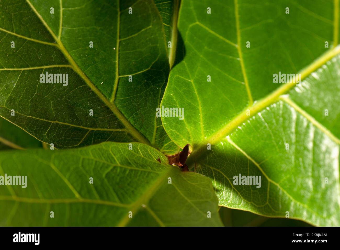 Tapete von grünen Blättern von bambino ficus. Nahaufnahme. Hoher Winkel. Grüner Hintergrund für Ihr Design. Stockfoto