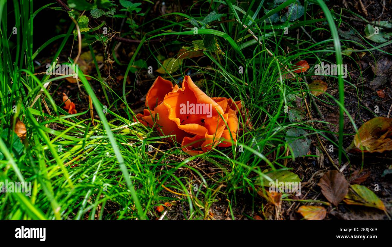 Nahaufnahme des Orangenhaut-Pilzes (Aleuria aurantia) Stockfoto