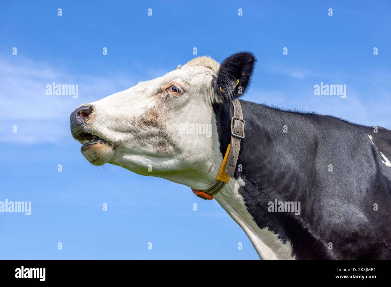 Kuh, die mit hoch erhobenem Kinn, schwarz-weiß, Kopf in der Luft und blauem Hintergrund schaut Stockfoto