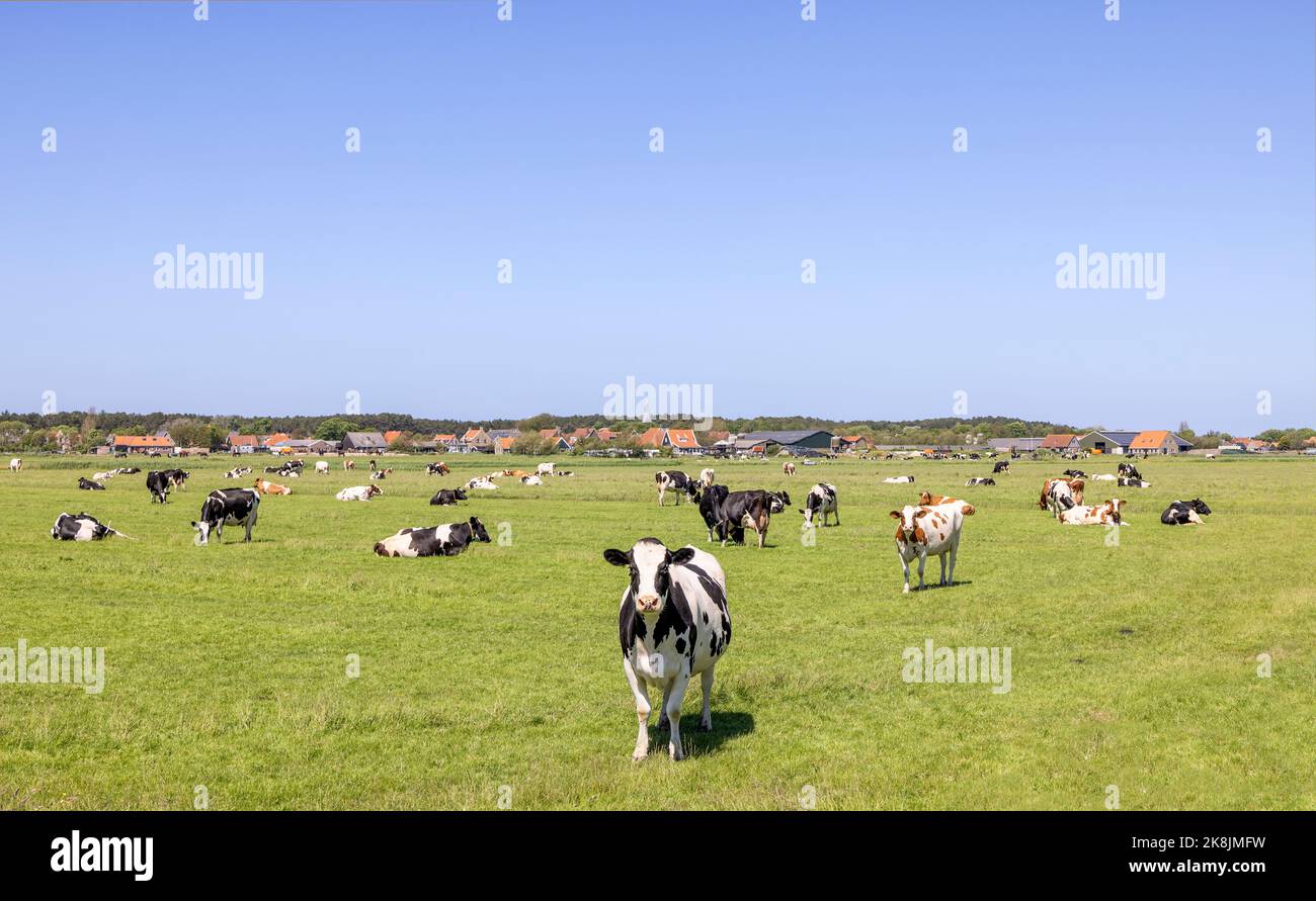 Herde Kühe grasen auf der Weide, friedlich und sonnig in der niederländischen Landschaft von flachem Land mit einem blauen Himmel, eine Kuh nähert sich Stockfoto