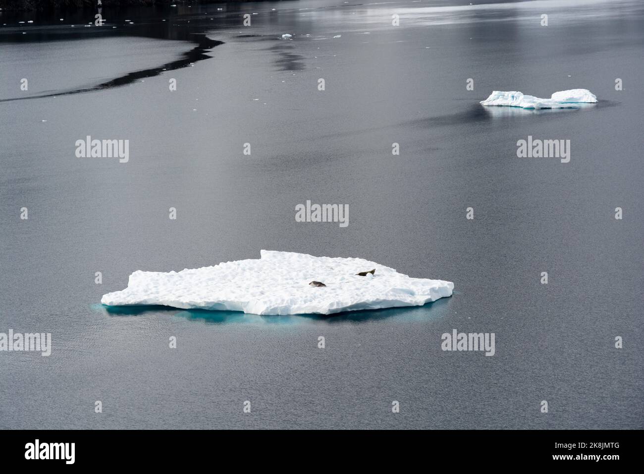 Robben auf Eisberg im stillen Wasser des Paradieshafens (Bucht) nahe brauner Basis. antarktische Halbinsel. antarktis Stockfoto