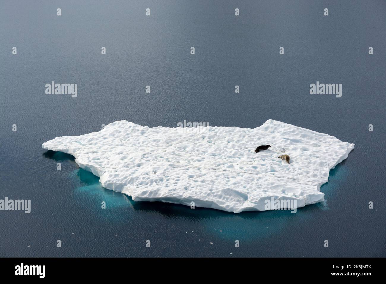Robben auf Eisberg im stillen Wasser des Paradieshafens (Bucht) nahe brauner Basis. antarktische Halbinsel. antarktis Stockfoto
